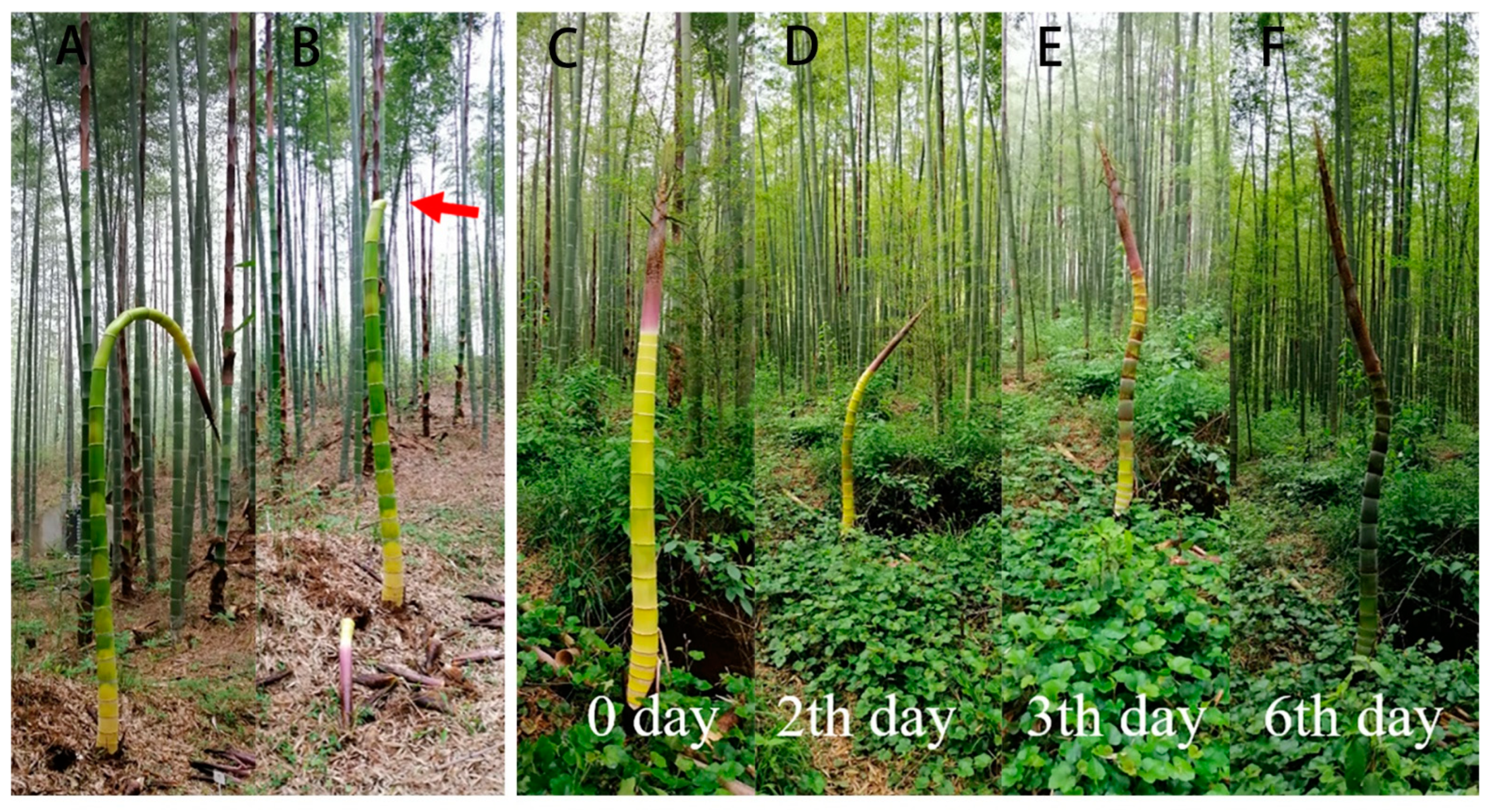 Forests 13 00031 g007 Forests 13 00031 g007