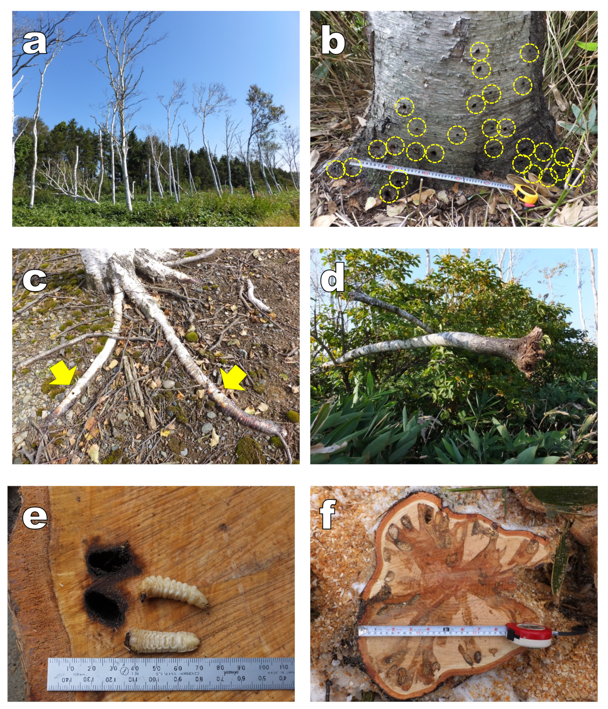 Forests 13 00034 g001 Forests 13 00034 g001