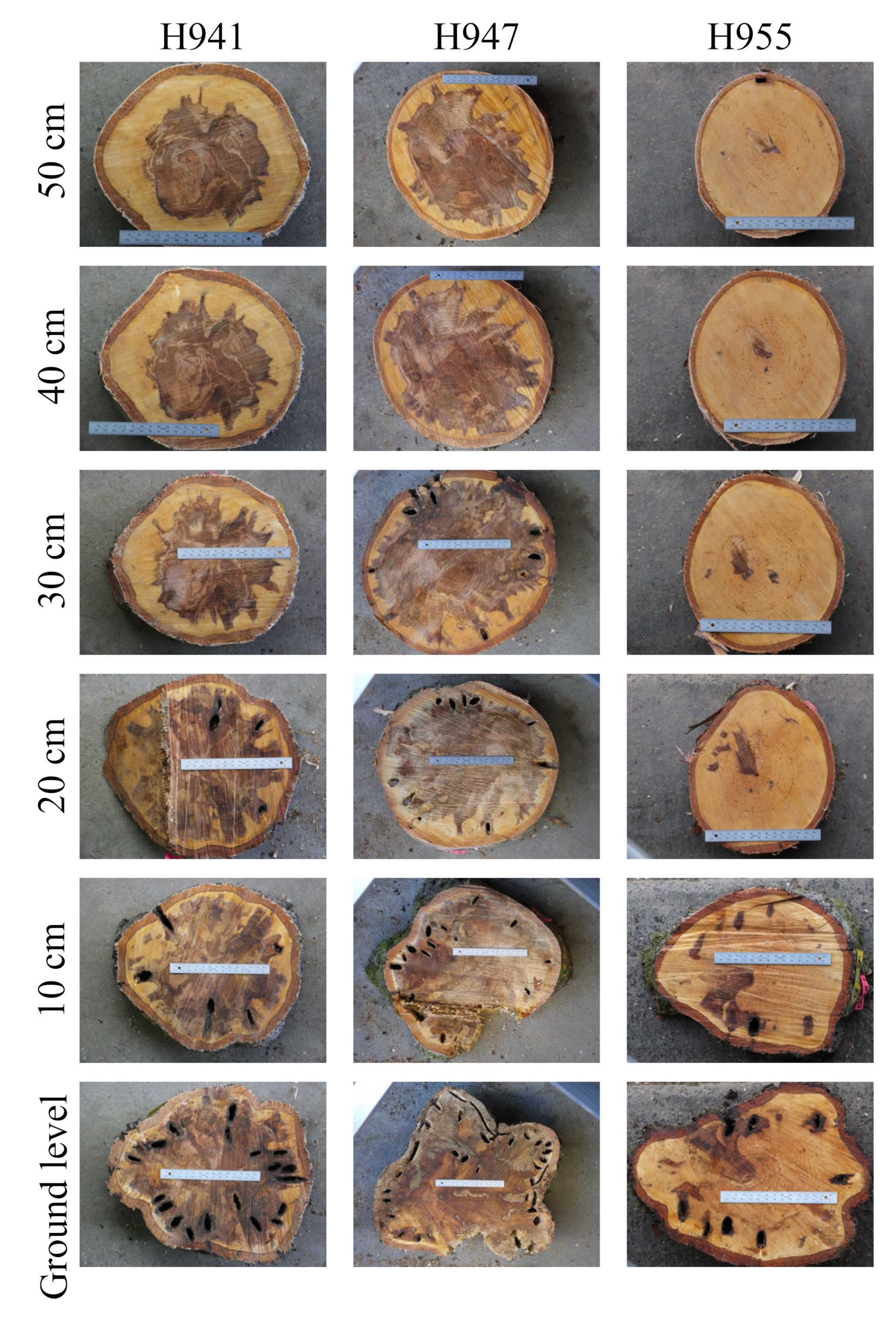 Forests 13 00034 g004 Forests 13 00034 g004