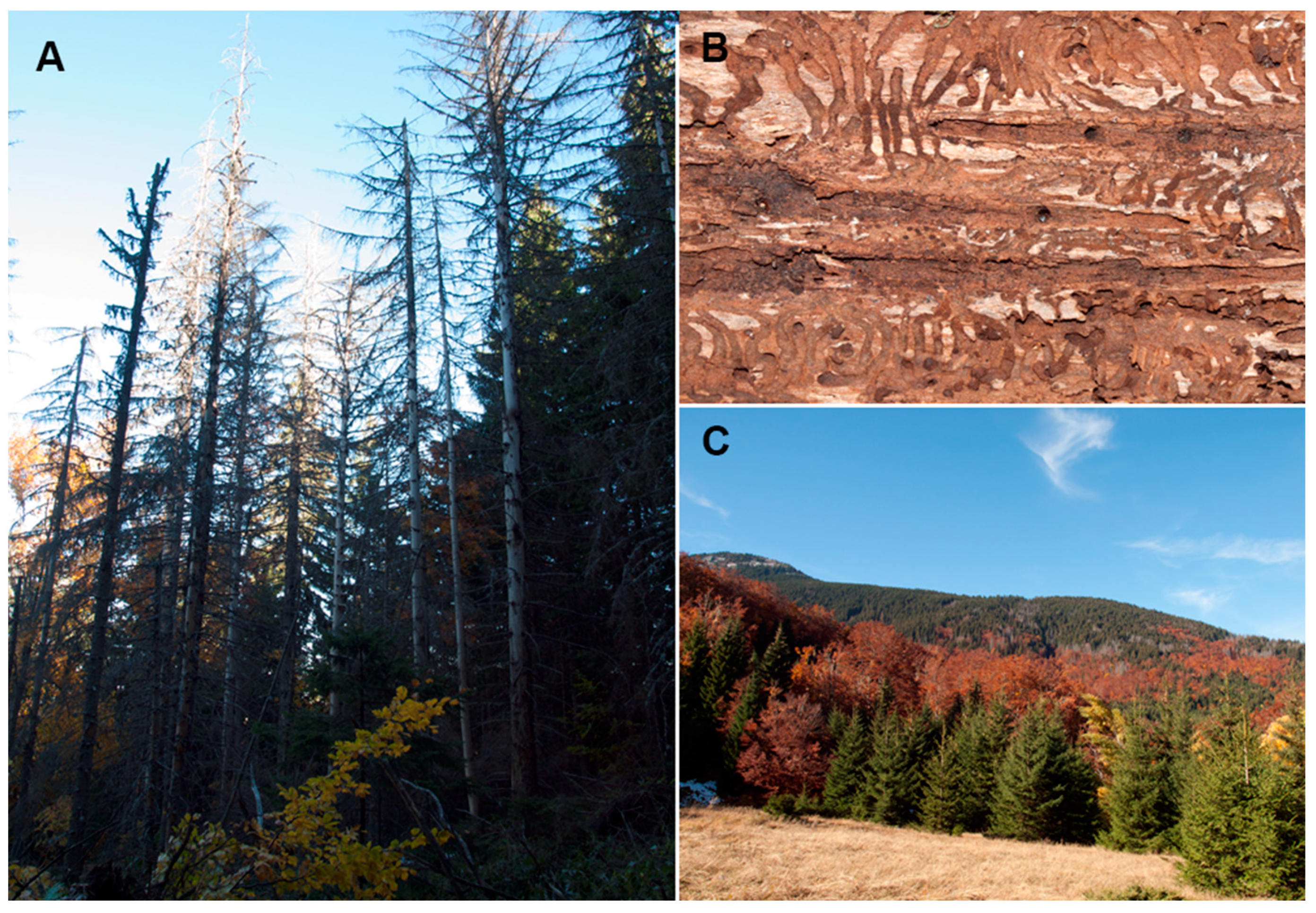 Forests 13 00039 g008 550