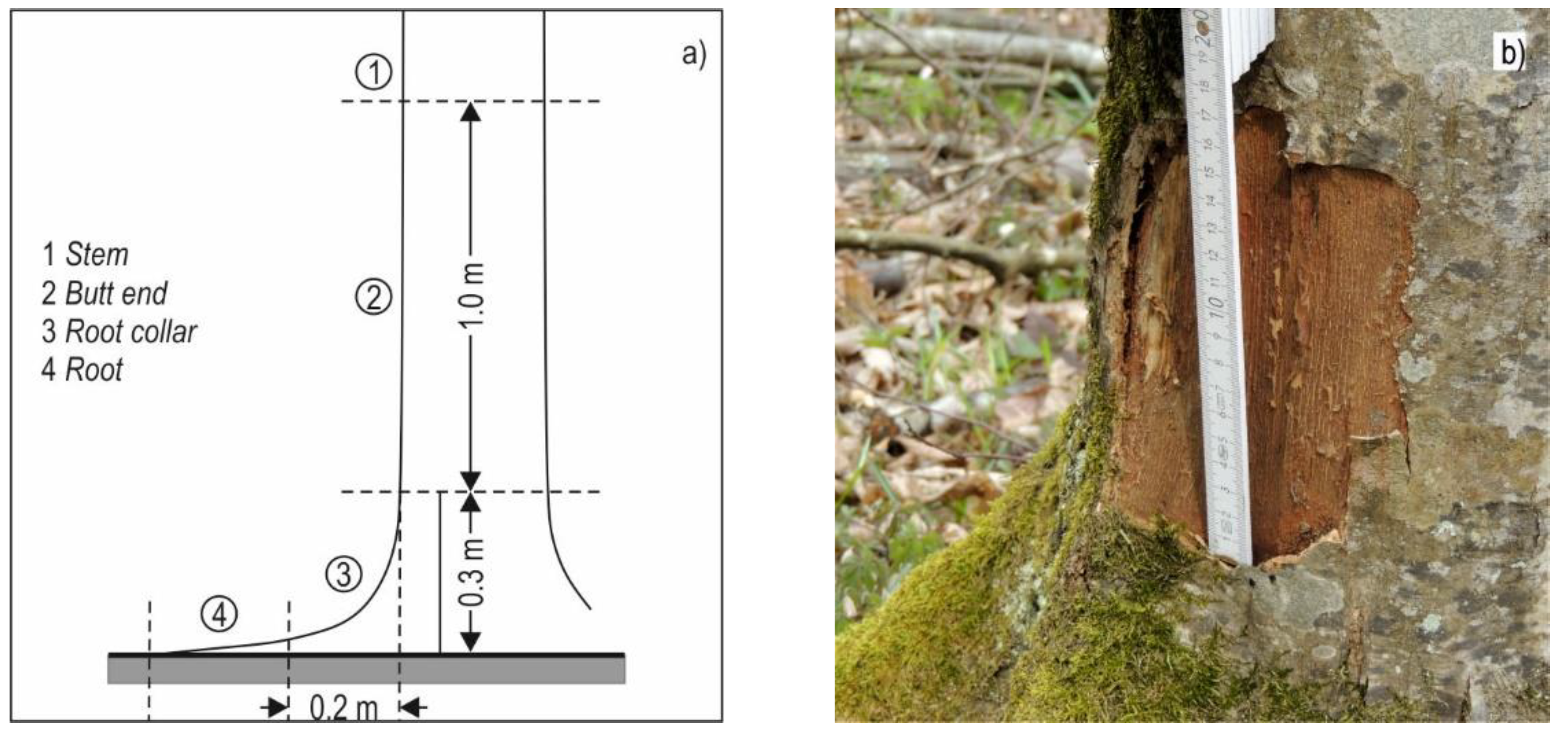 Forests 13 00051 g004 Forests 13 00051 g004