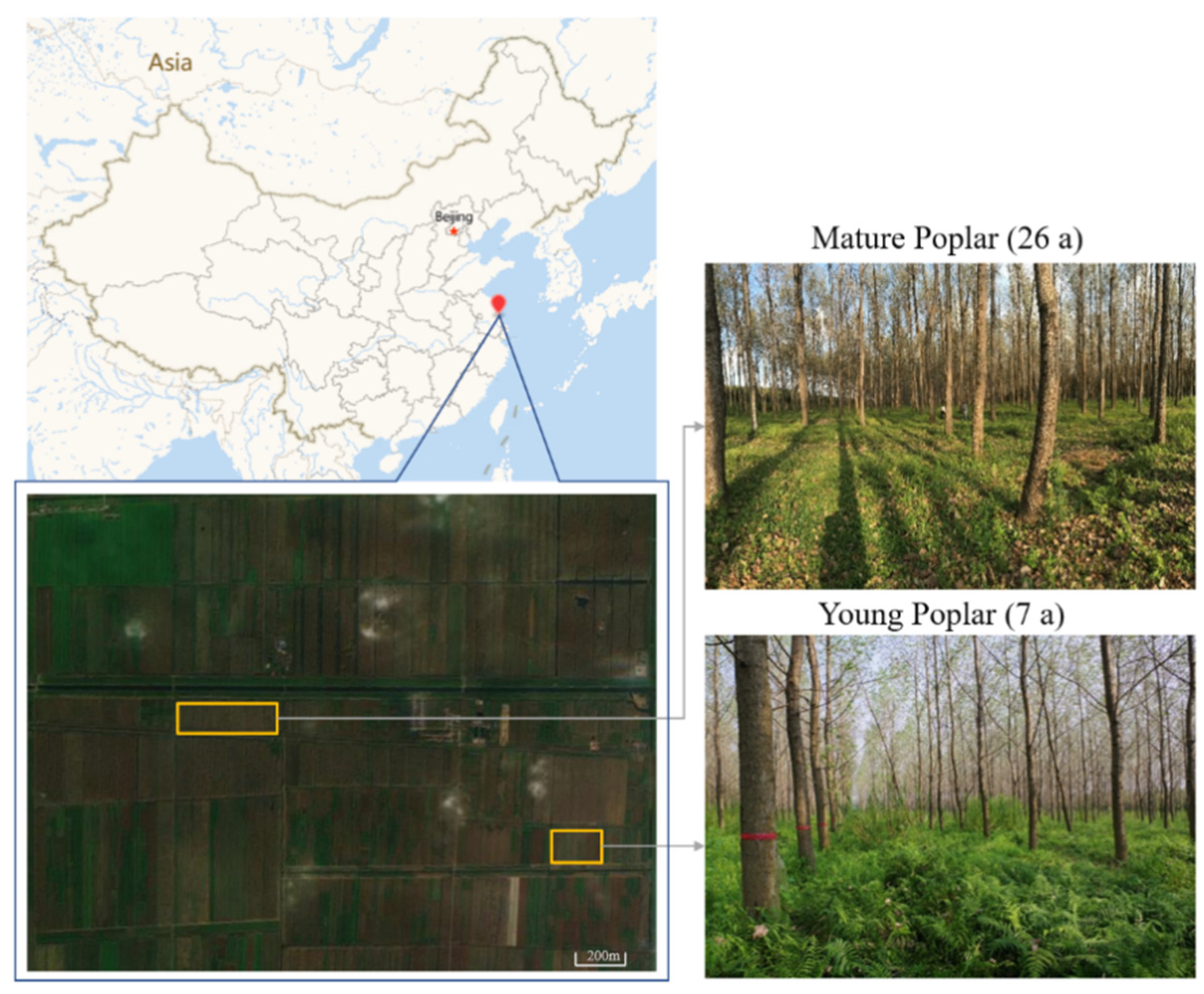 Forests 13 00083 g001 550