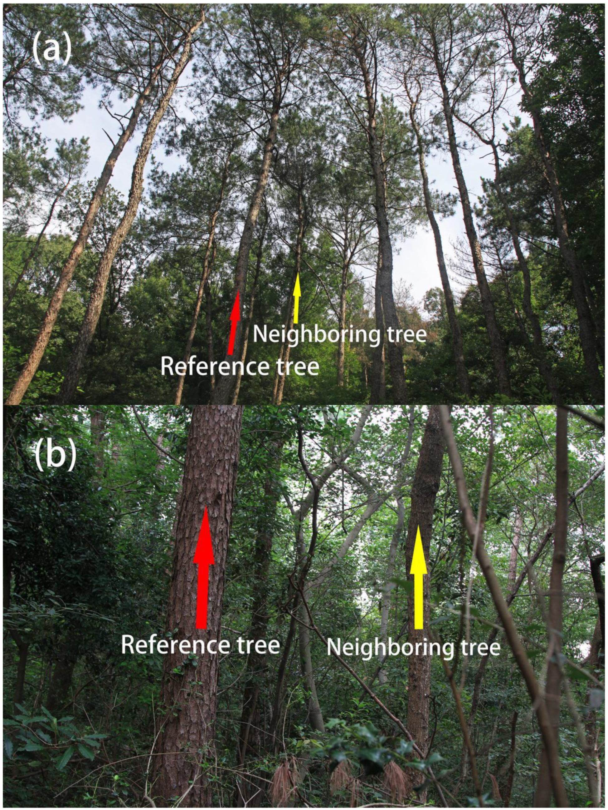 Forests 13 00085 g002 550