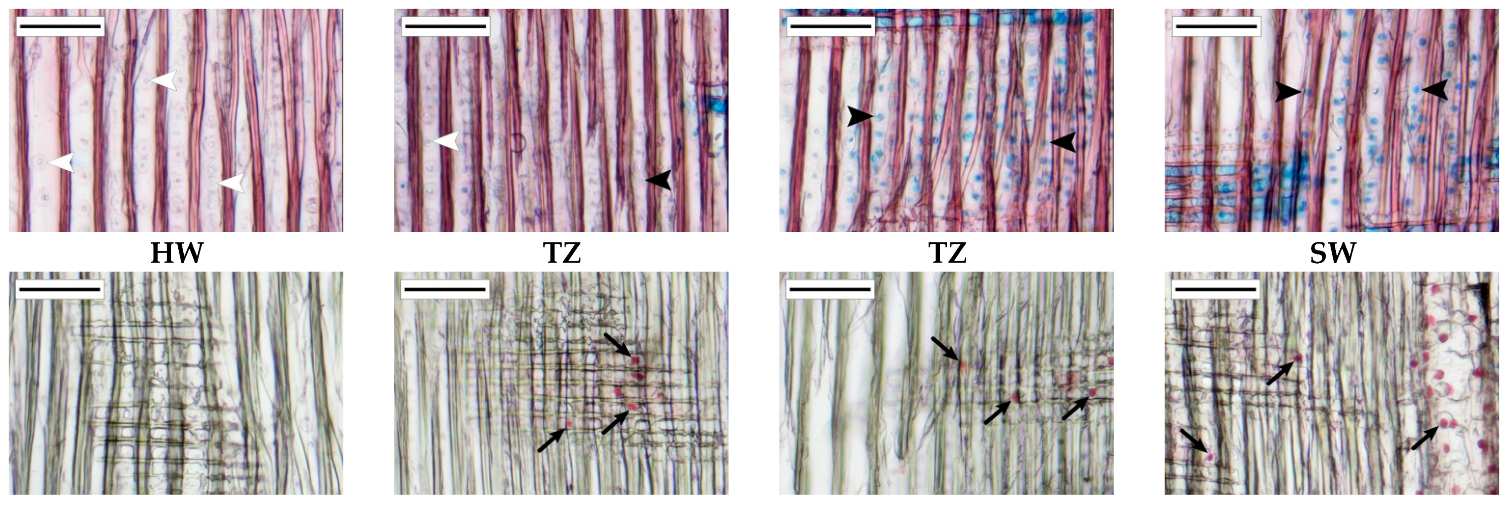 Forests 13 00091 g005 Forests 13 00091 g005