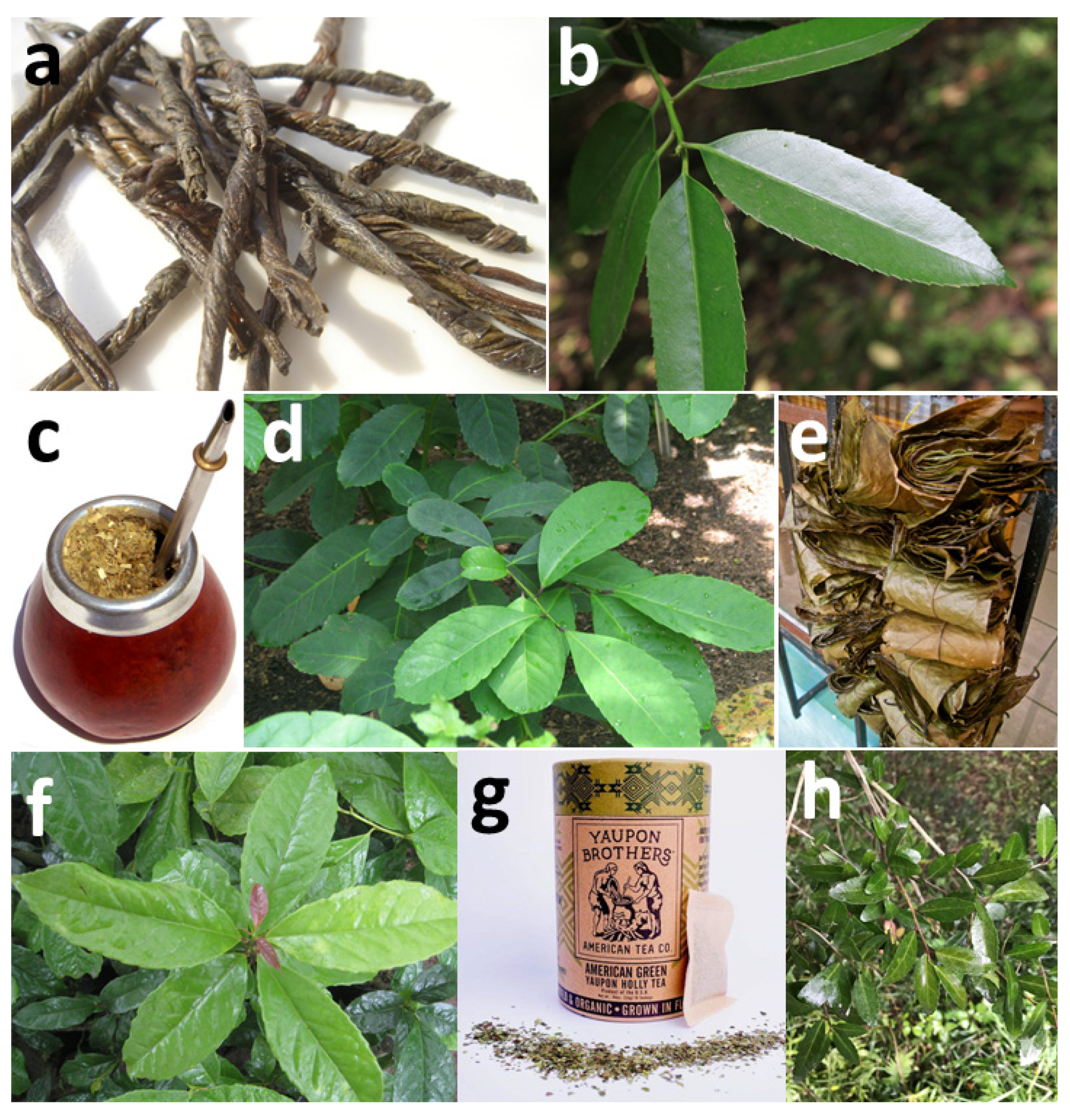 Forests 13 00094 g001