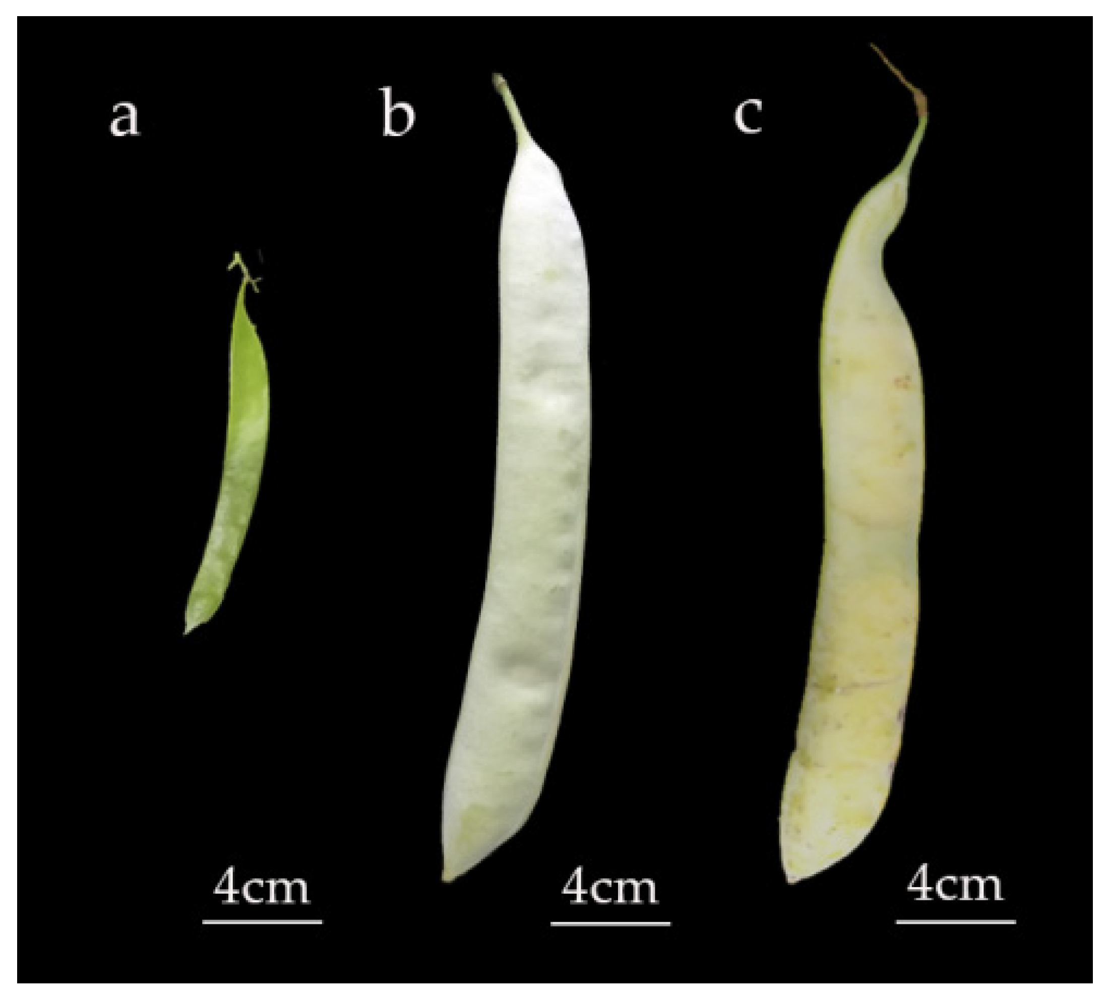 Forests 13 00108 g001 550