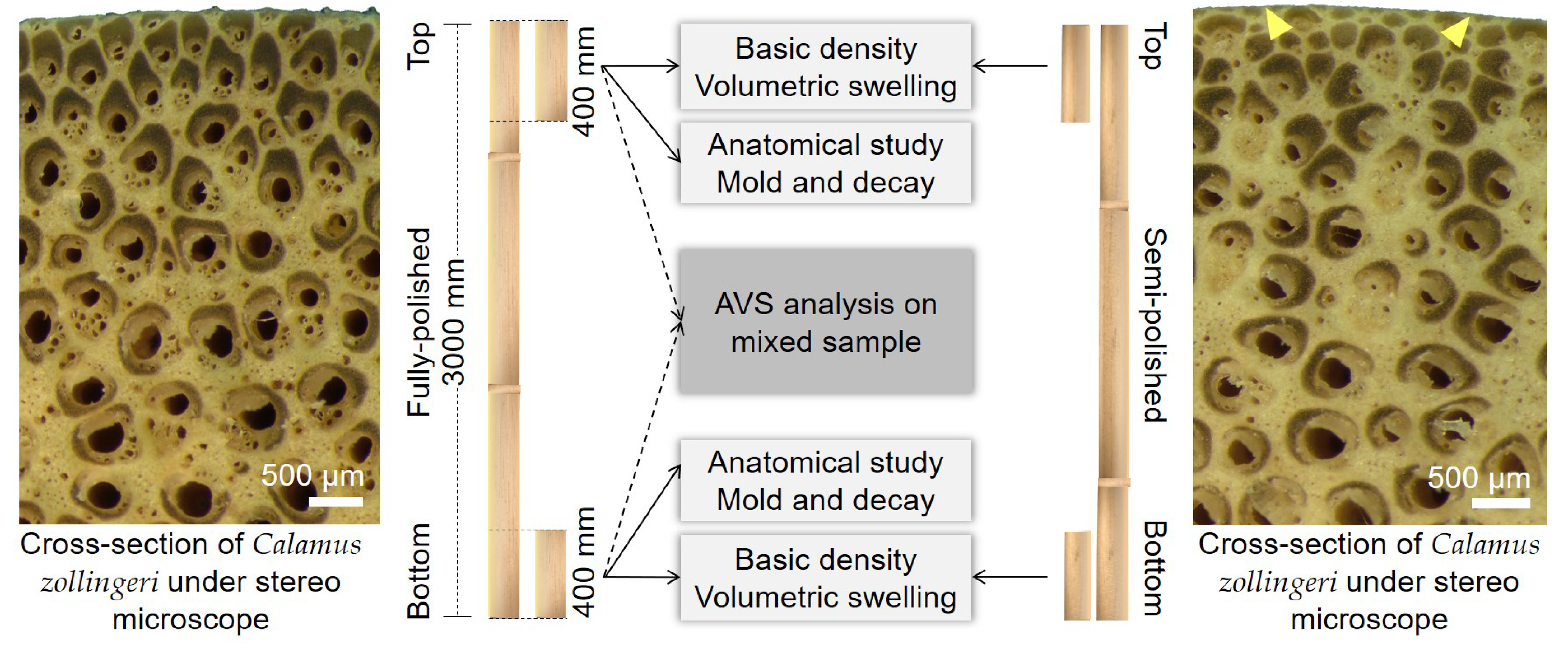 Forests 13 00132 g001