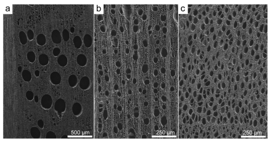 Scanning Electron Microscopy Protocol for Studying Anatomy