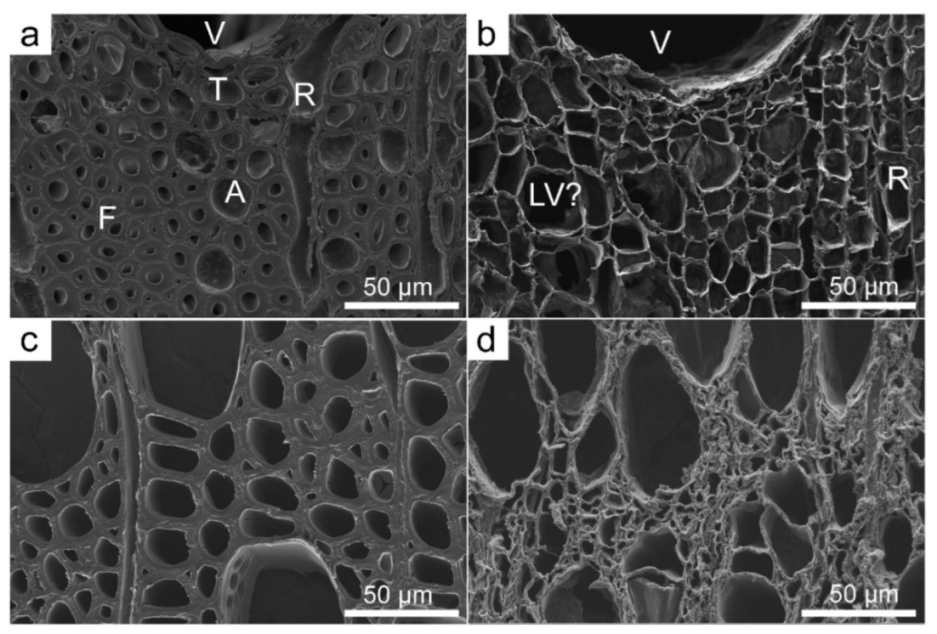 Wood Micromorpholoy―An Atlas of Scanning Electron