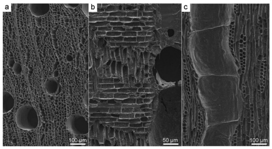 安い購入 Protocol Microscopy Electron Scanning for Anatomy Studying その他