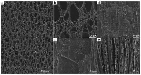 Scanning Electron Microscopy Protocol for Studying Anatomy