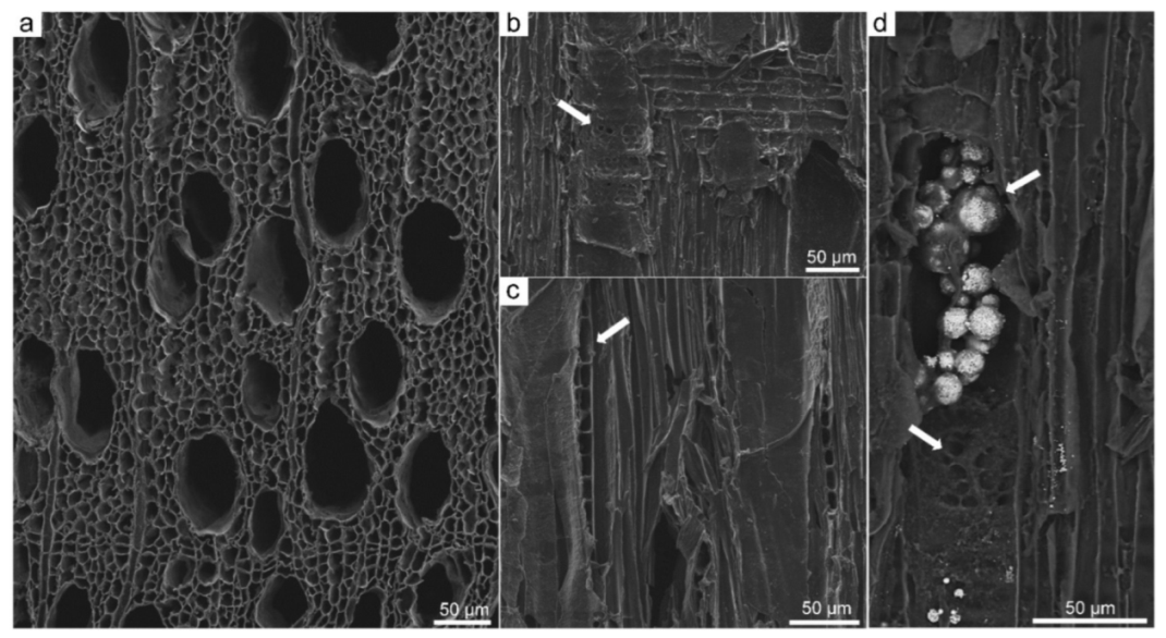 Scanning electron microscopy images of wood samples