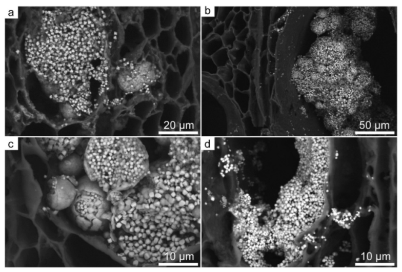 【SALE／37%OFF】 Scanning Electron Microscopy Protocol for Studying Anatomy その他