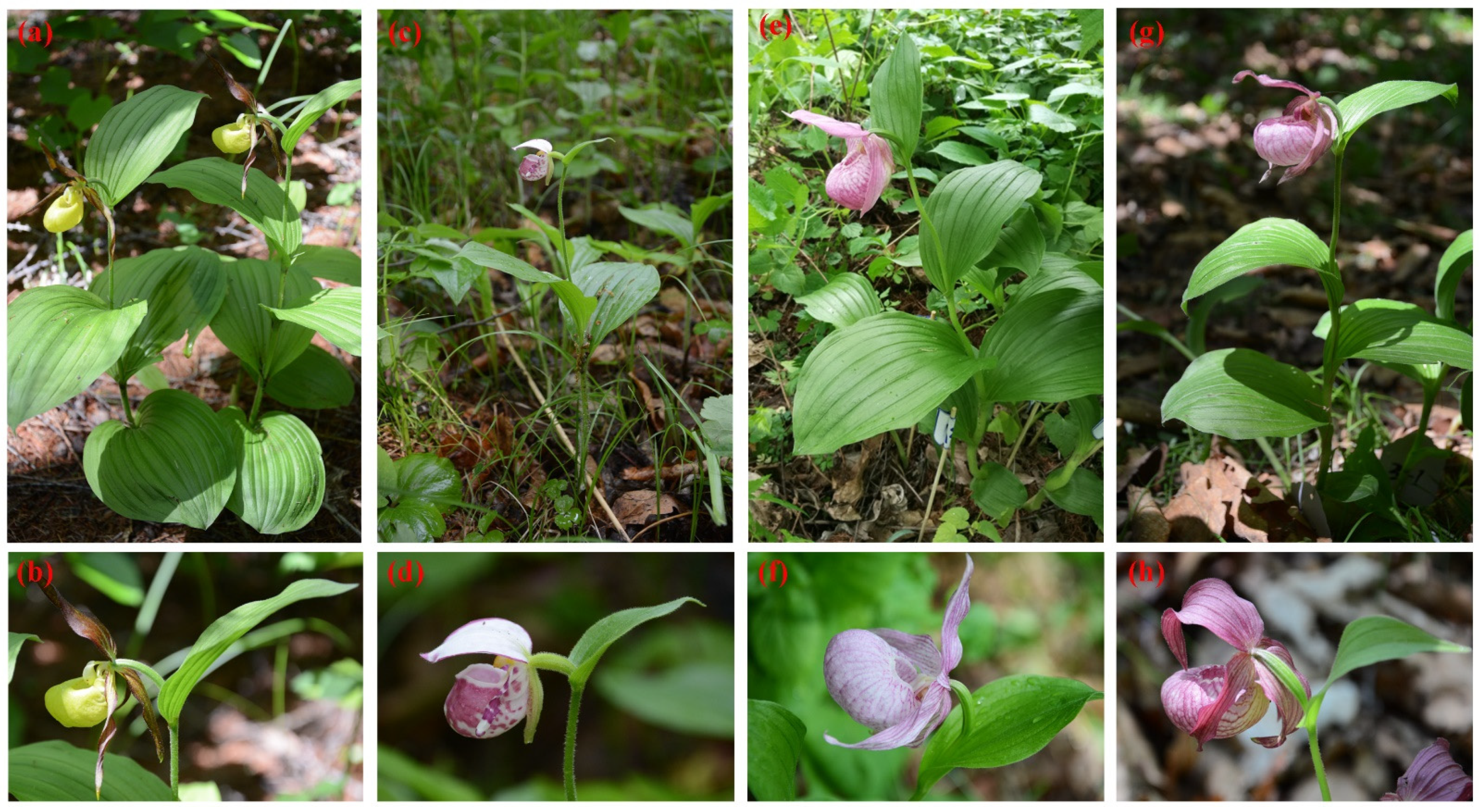 Forests 13 00166 g001 Forests 13 00166 g001