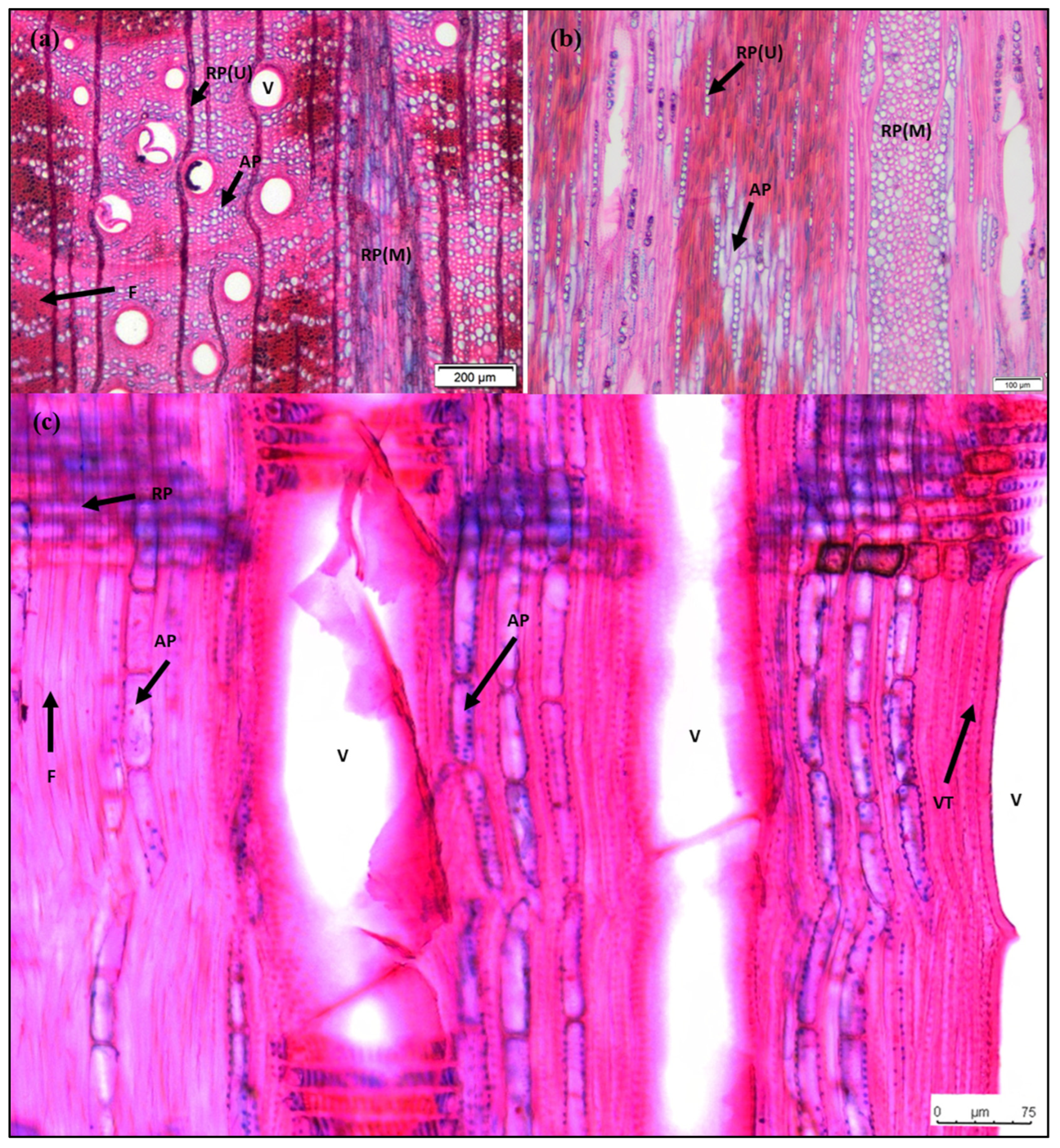 Forests 13 00169 g002 Forests 13 00169 g002
