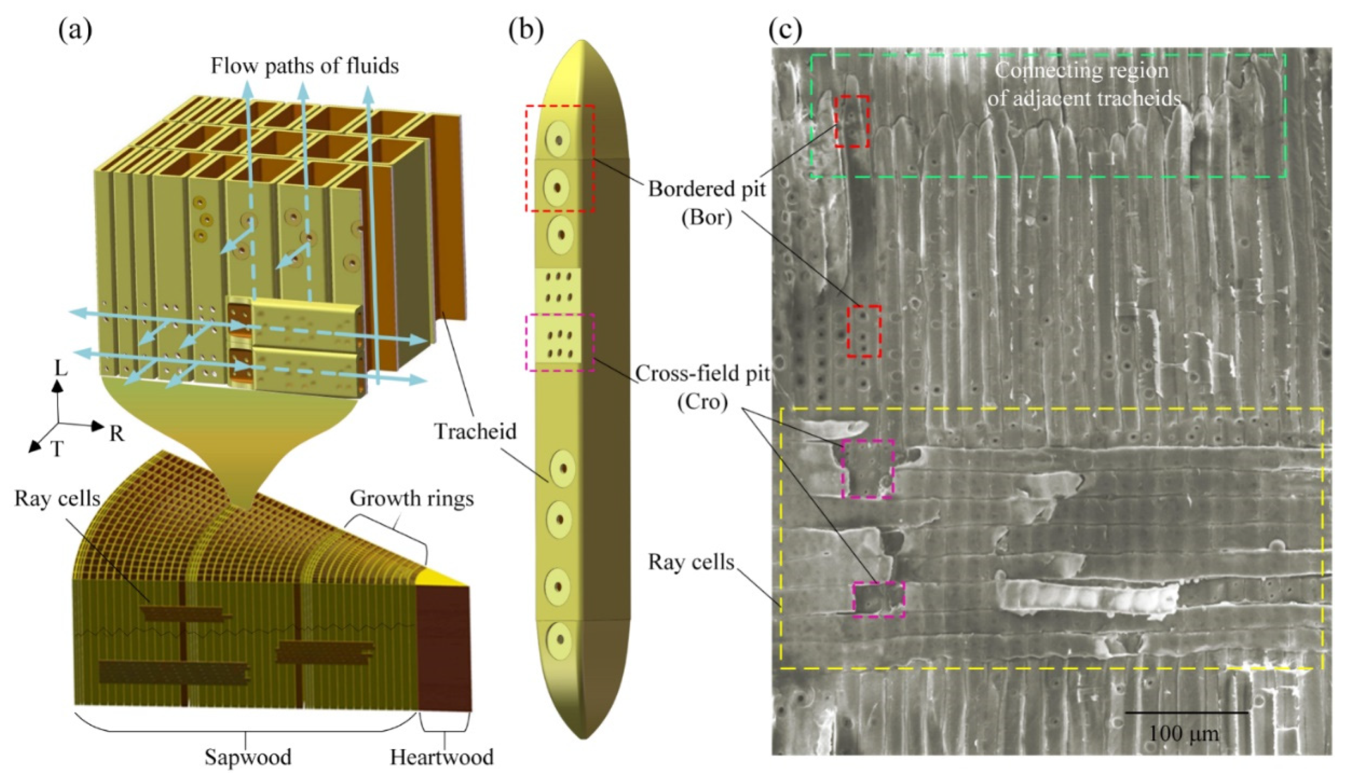 Forests | Free Full-Text | Hydraulic Function Analysis of Conifer Xylem  Based on a Model Incorporating Tracheids, Bordered Pits, and Cross-Field  Pits