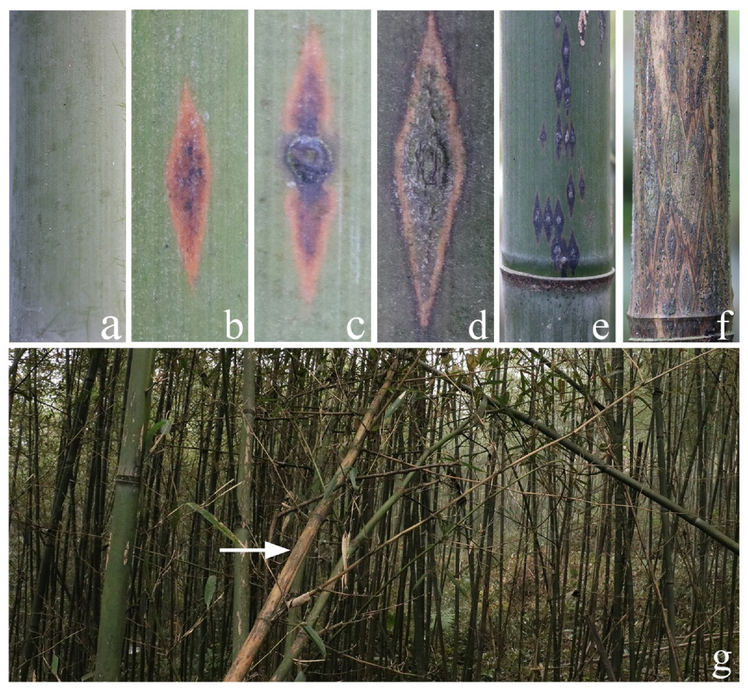 Forests 13 00185 g001