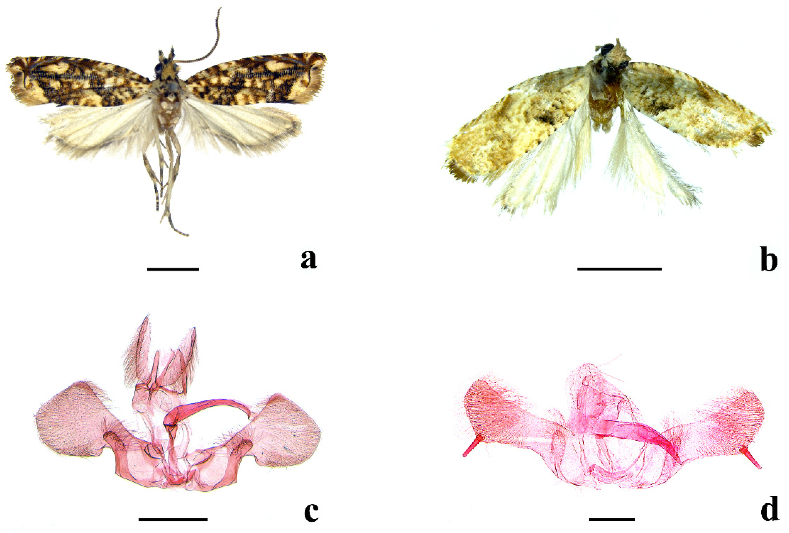 Forests 13 00187 g001