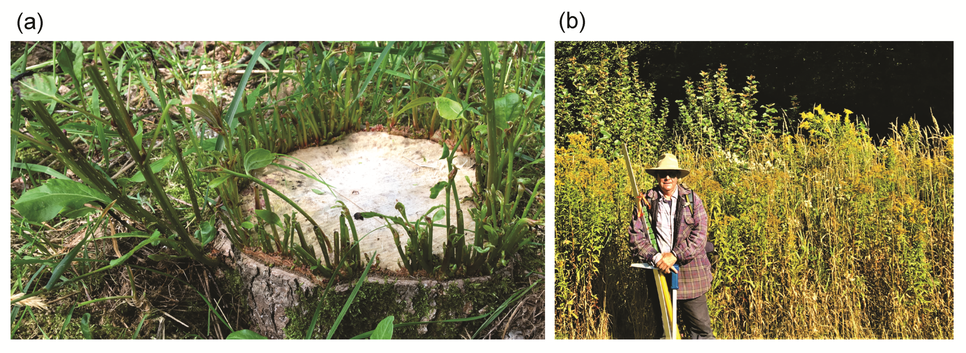 Forests 13 00194 g004 550