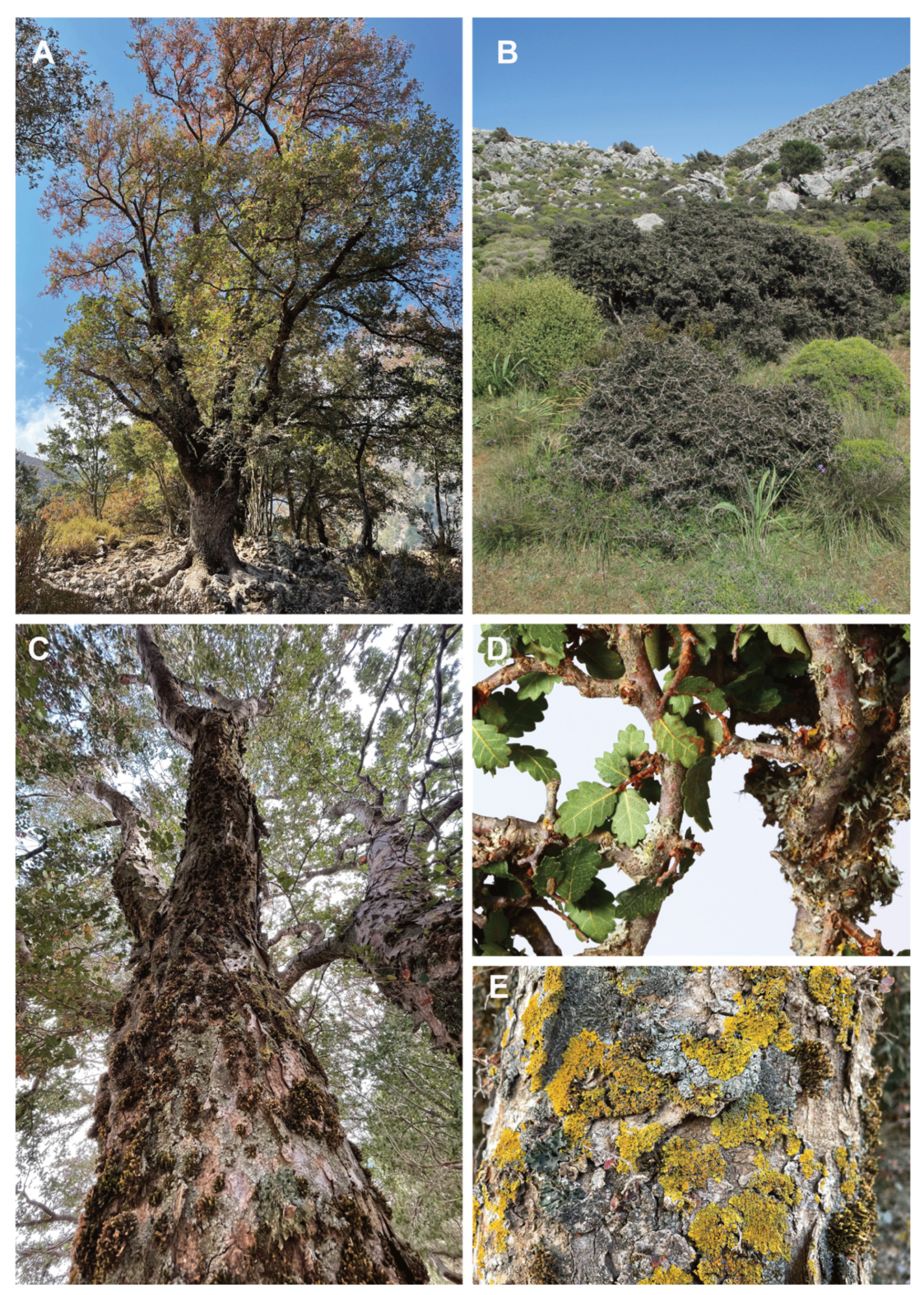 Forests 13 00195 g002 Forests 13 00195 g002