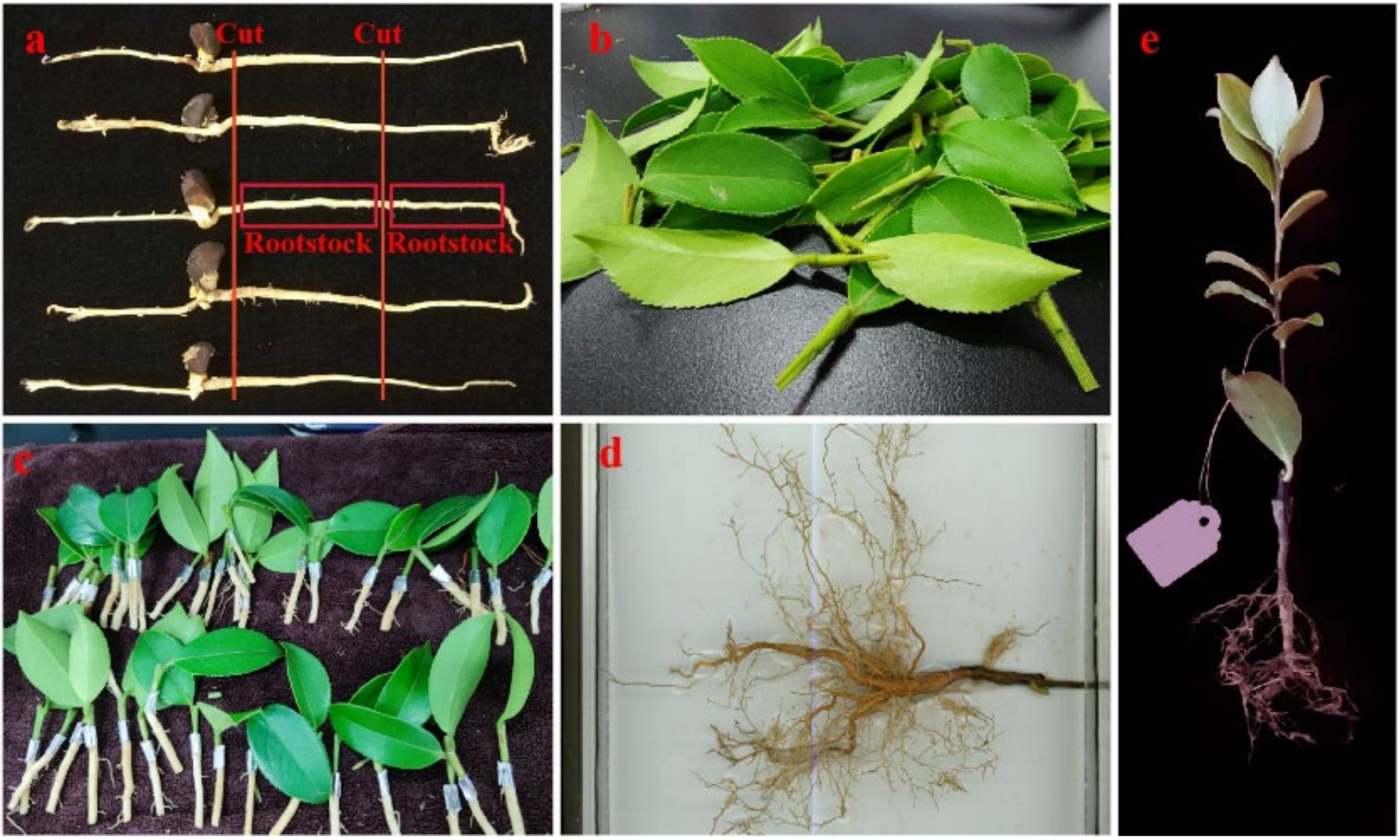 Forests 13 00203 g001