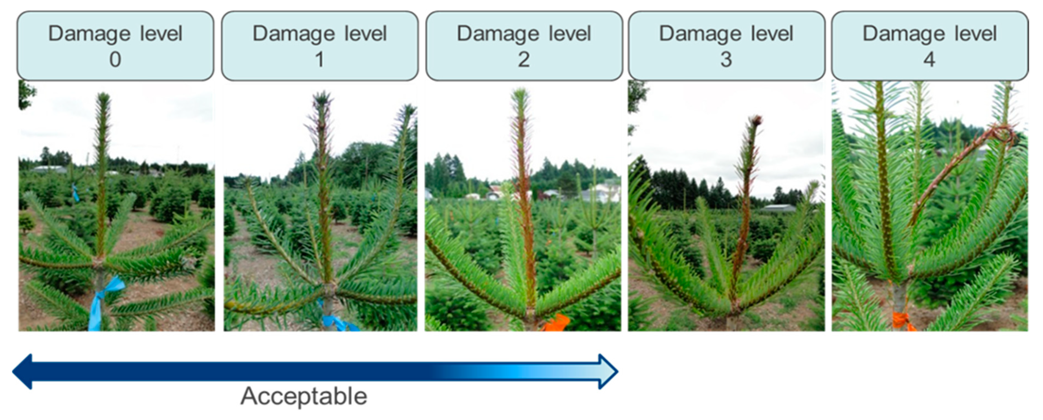 Forests 13 00212 g003