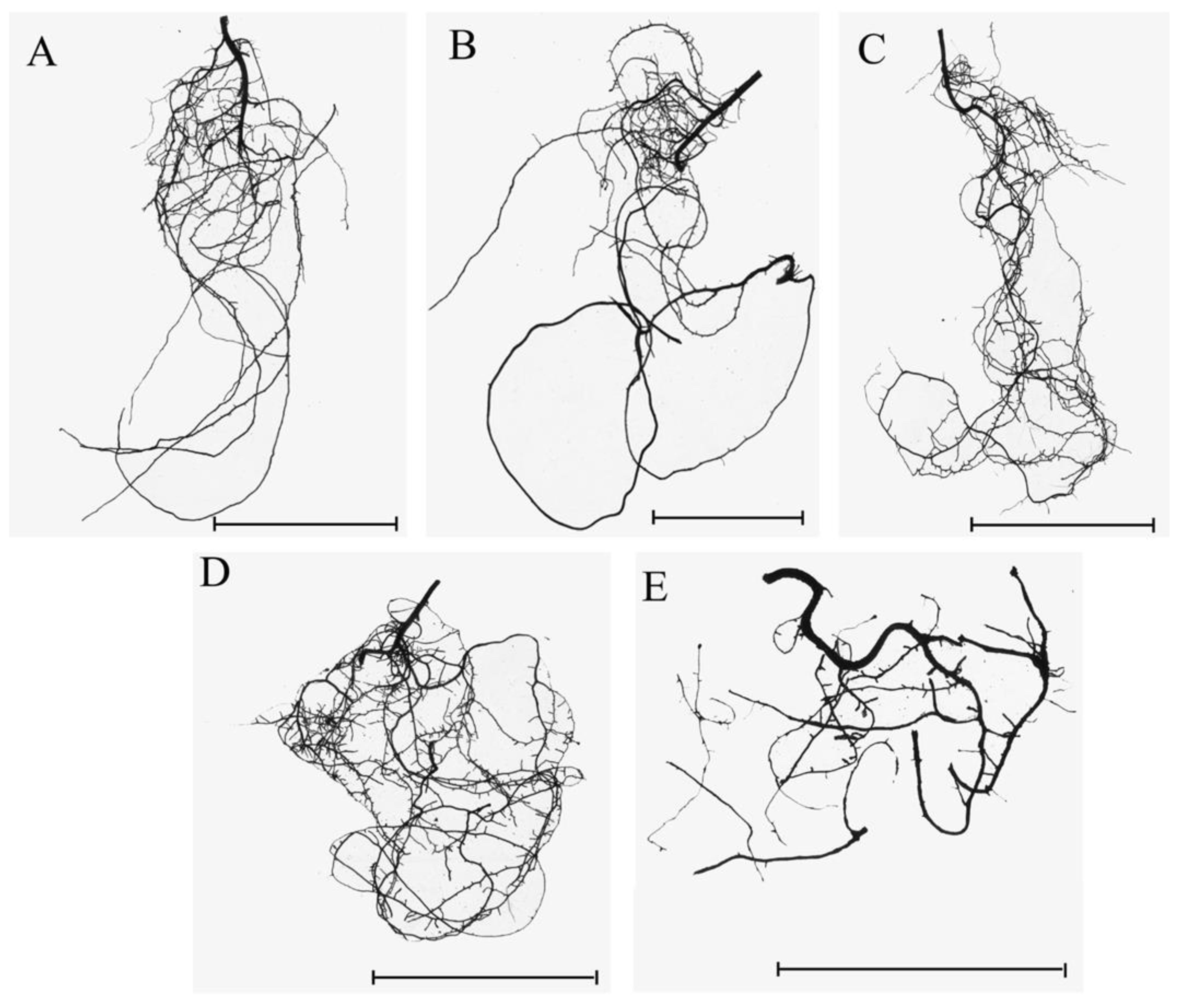 Forests 13 00240 g002
