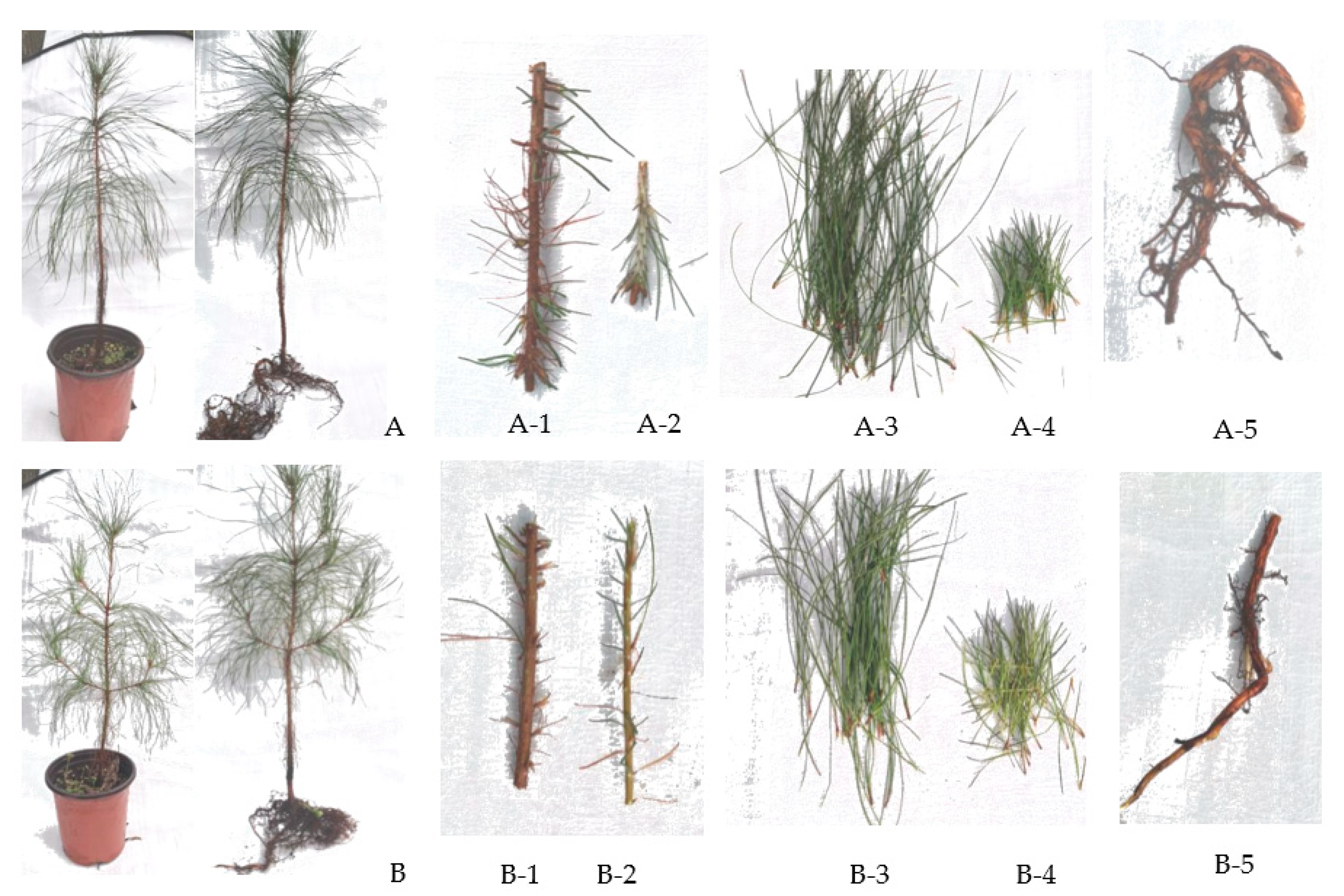 Forests 13 00283 g0a1 550