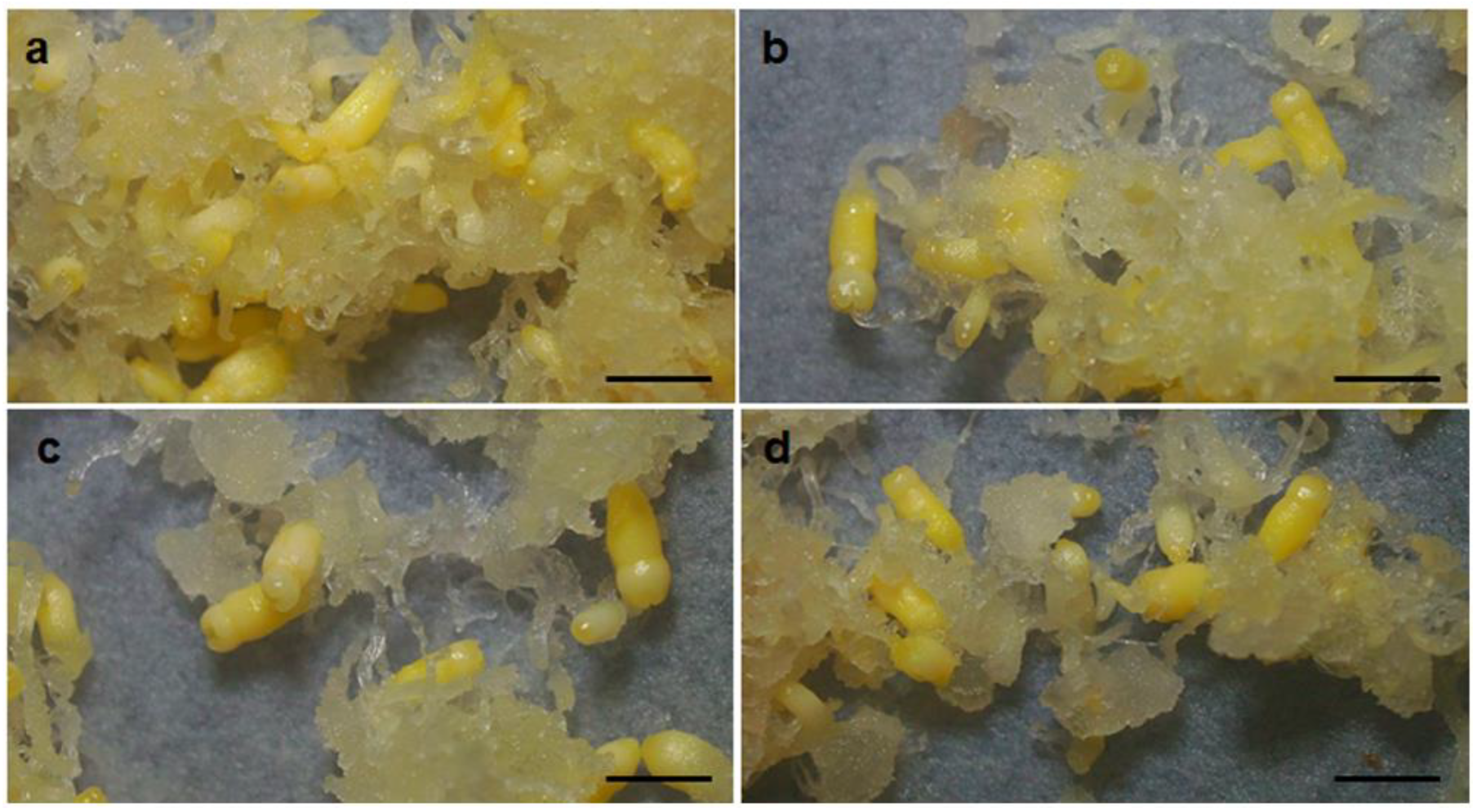 Forests 13 00288 g001 550