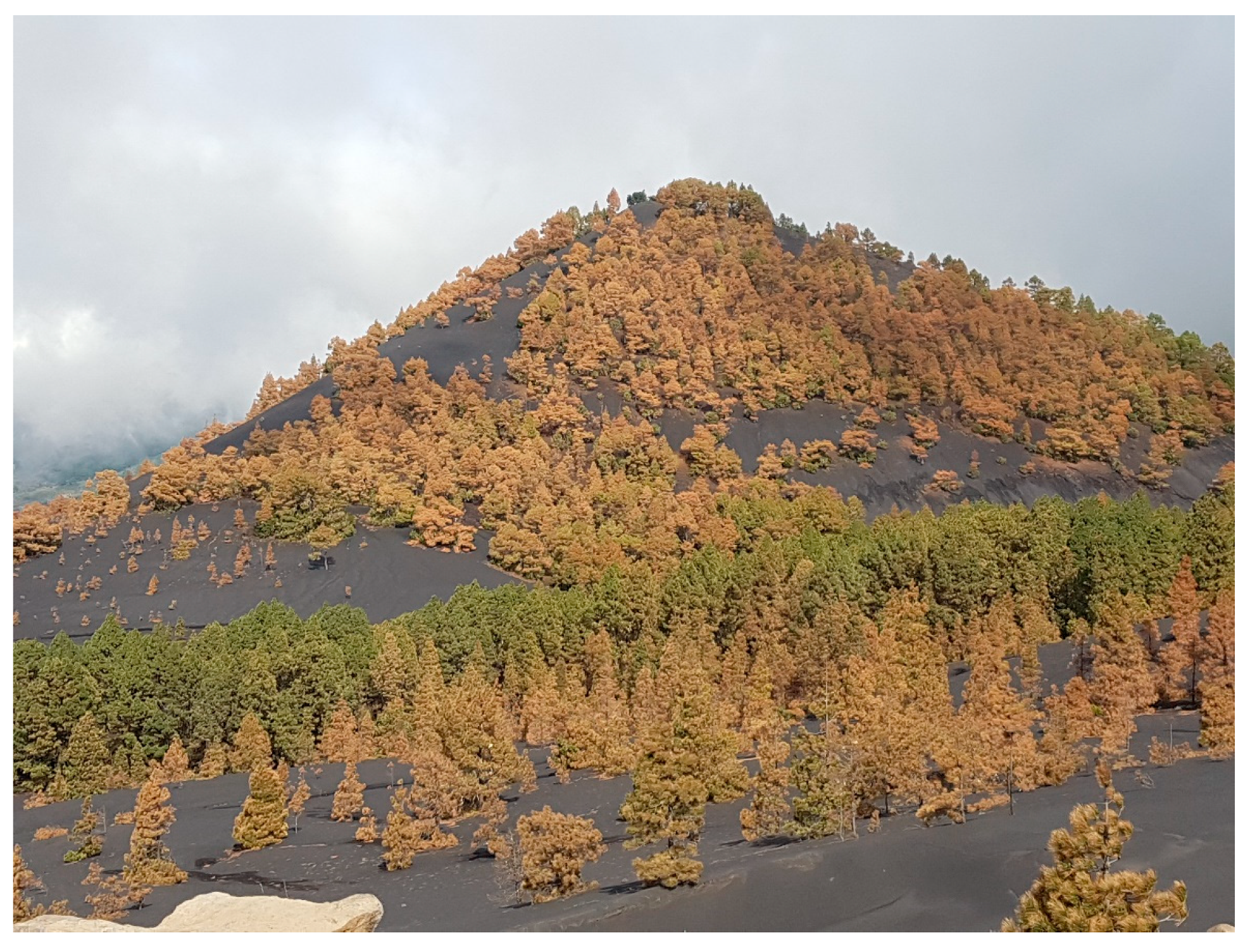 Forests 13 00299 g006 Forests 13 00299 g006