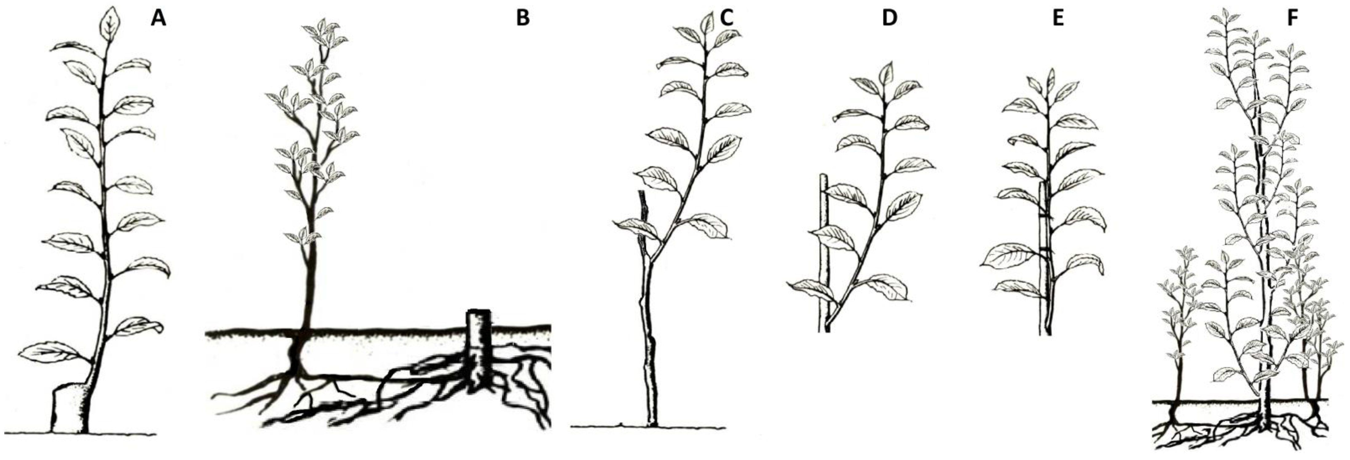 Forests 13 00317 g001 550