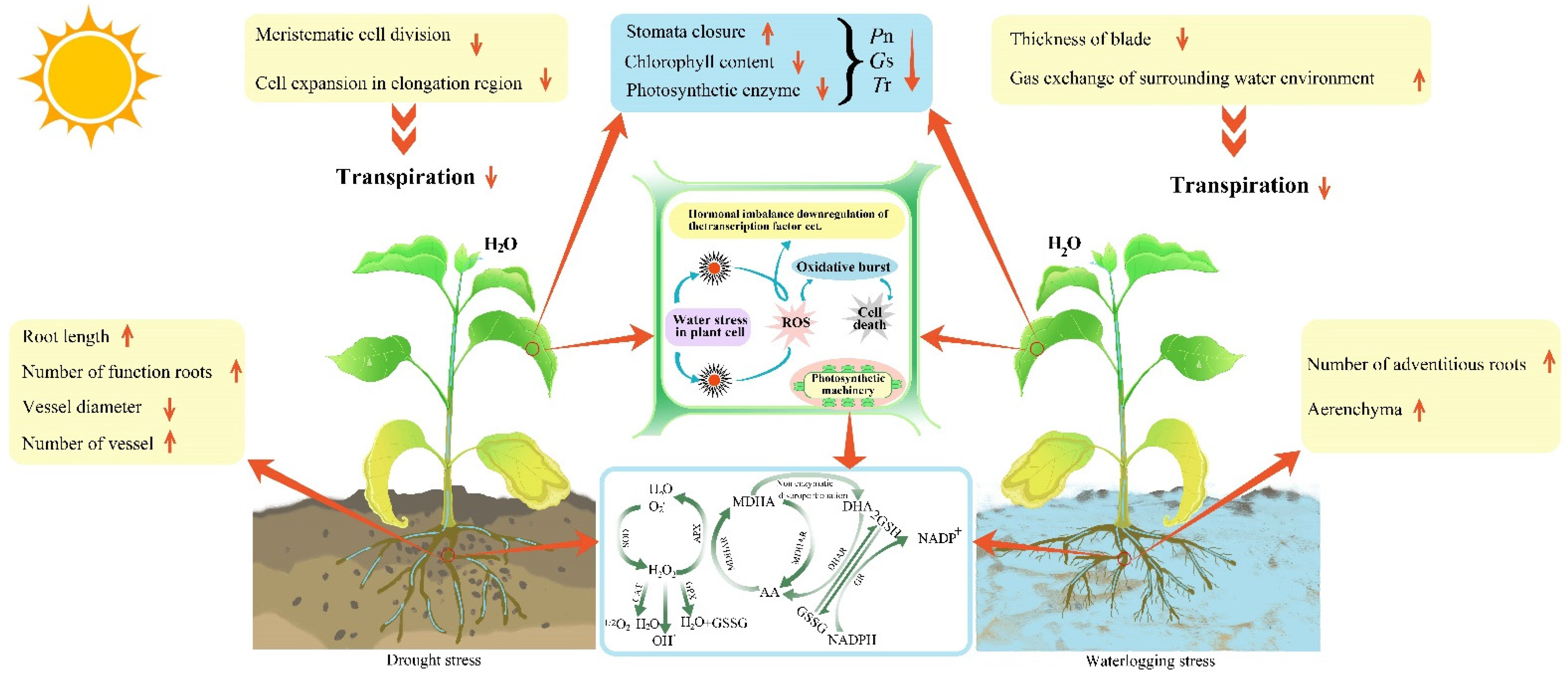 Forests | Free Full-Text | Physiology of Plant Responses to Water Stress and Related Genes: A Review Forests | Free Full-Text | Physiology of Plant Responses to Water Stress and Related Genes: A Review