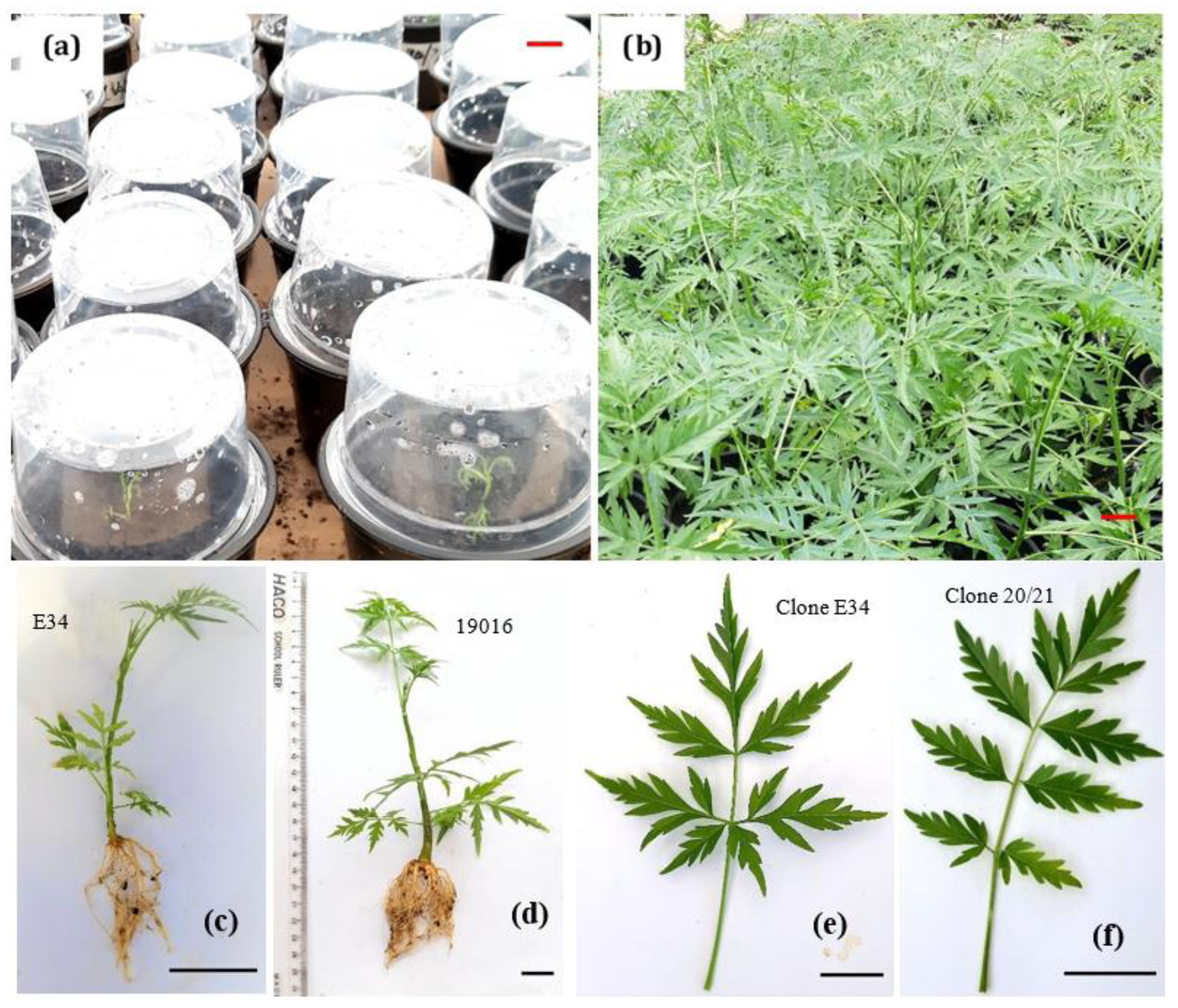 Forests 13 00337 g001 Forests 13 00337 g001