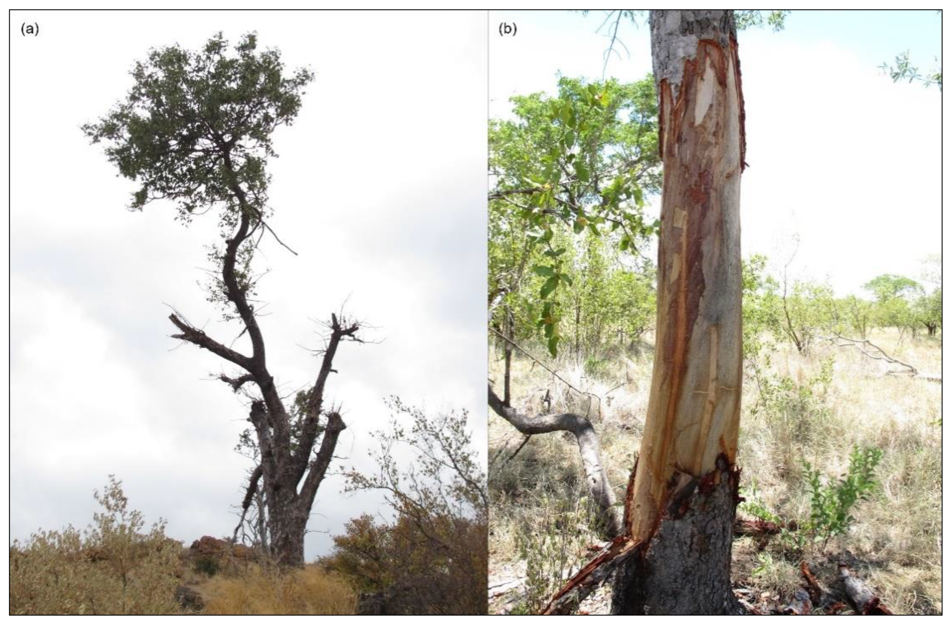 Forests 13 00341 g001 Forests 13 00341 g001