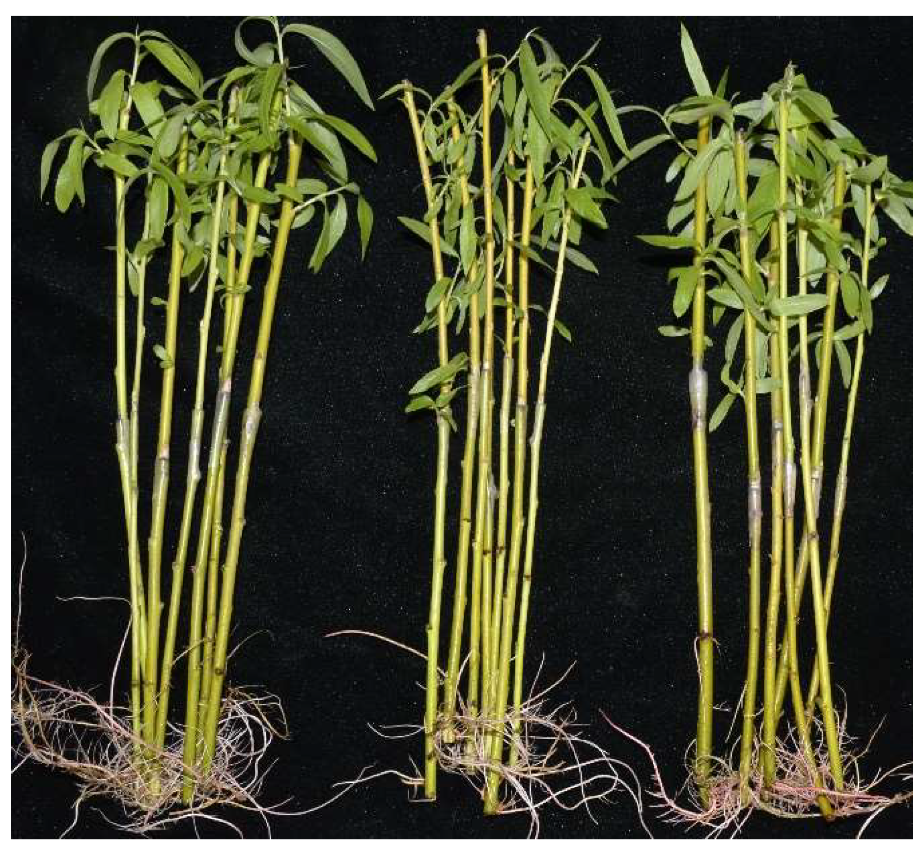 Forests 13 00354 g001 550