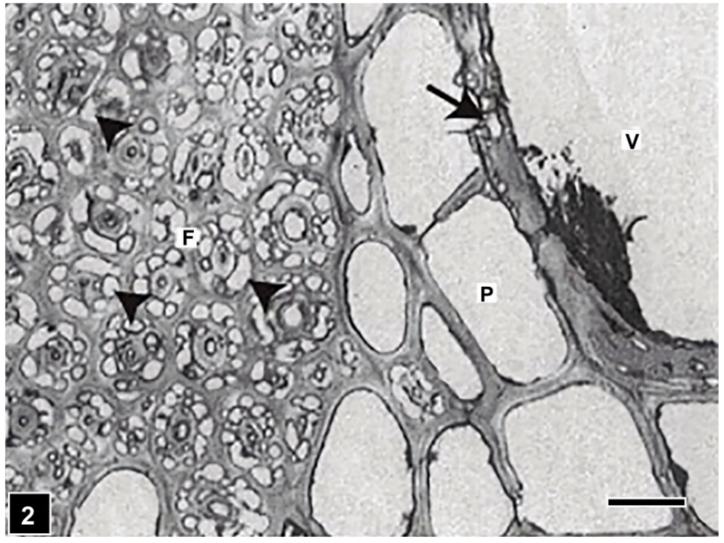 Forests 13 00394 g002