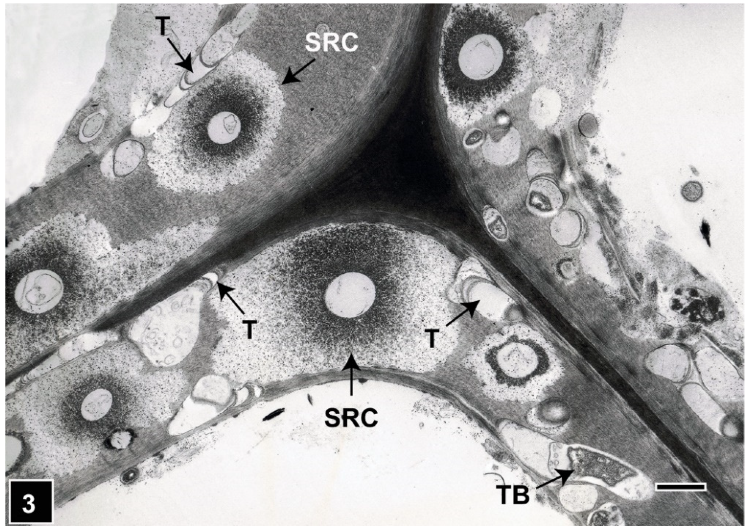 Forests 13 00394 g003