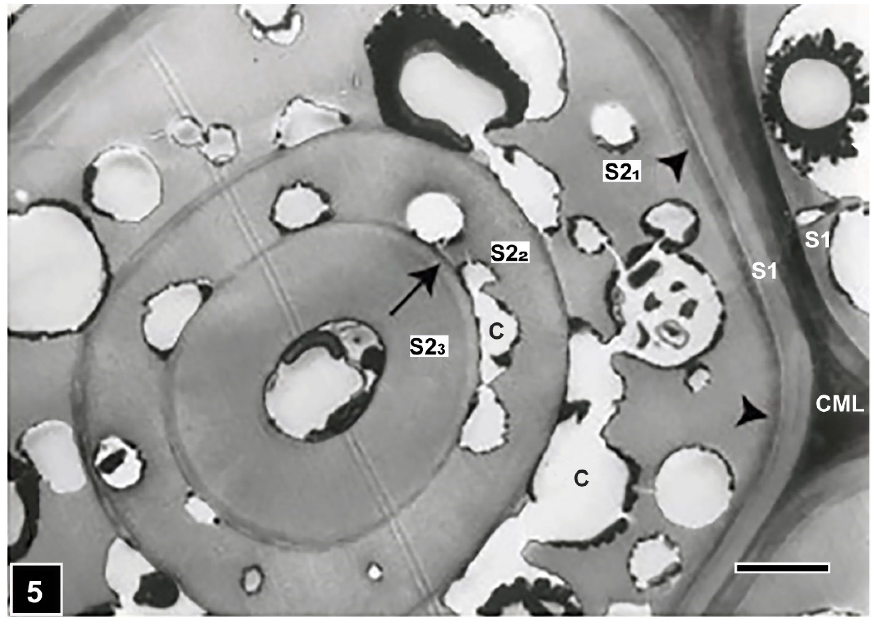 Forests 13 00394 g005