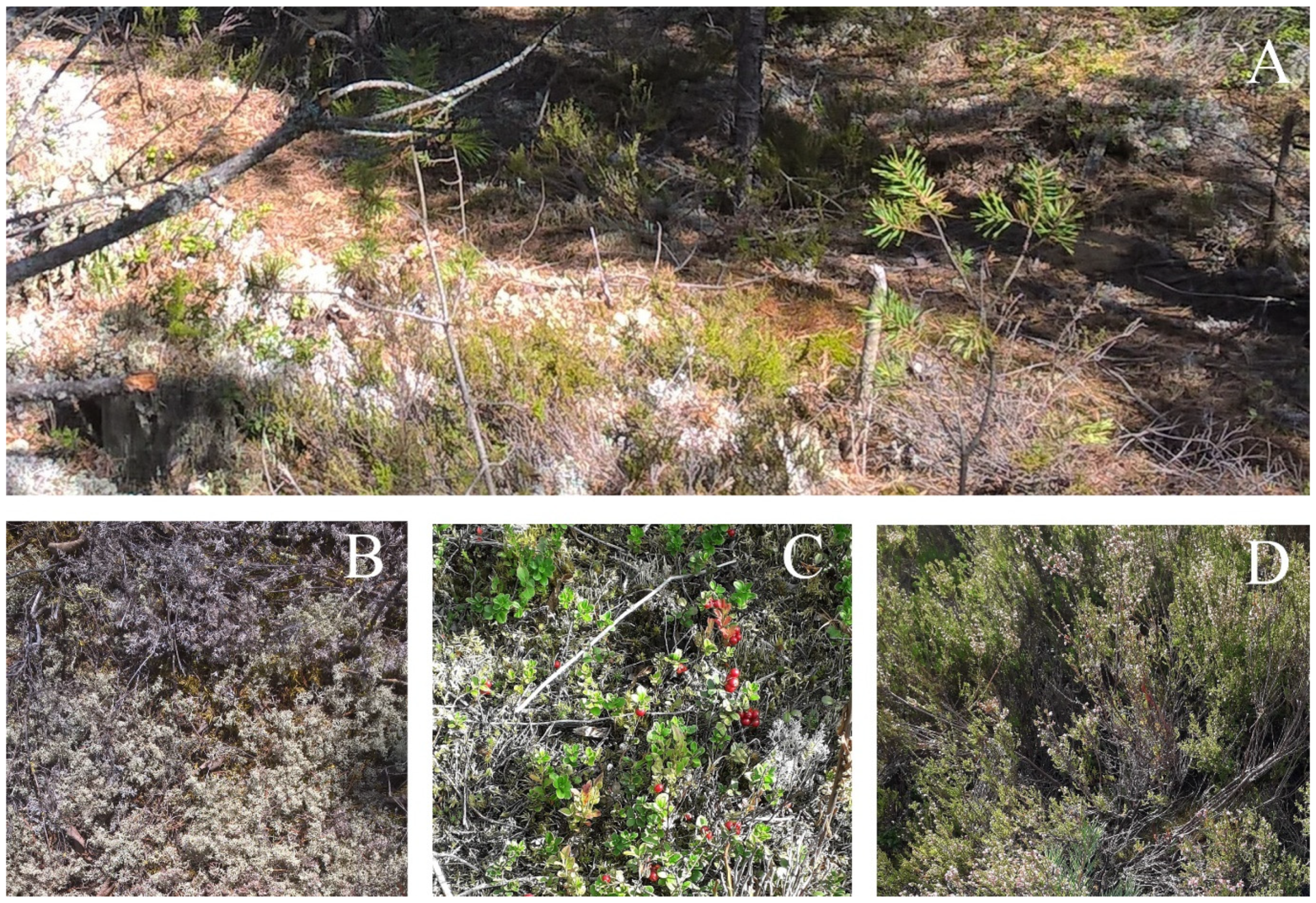 Forests 13 00417 g002 Forests 13 00417 g002