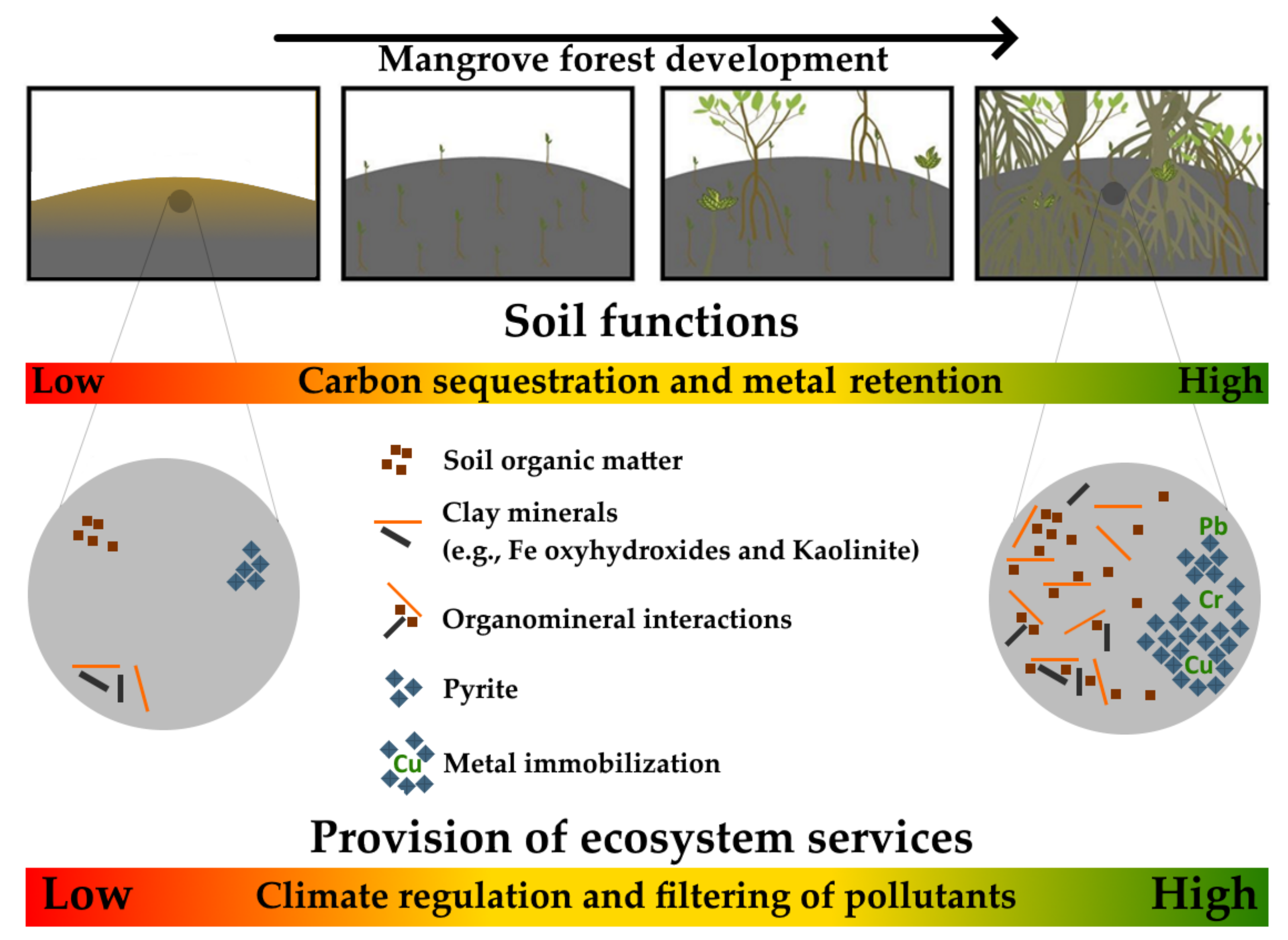 Forests 13 00422 g010 Forests 13 00422 g010