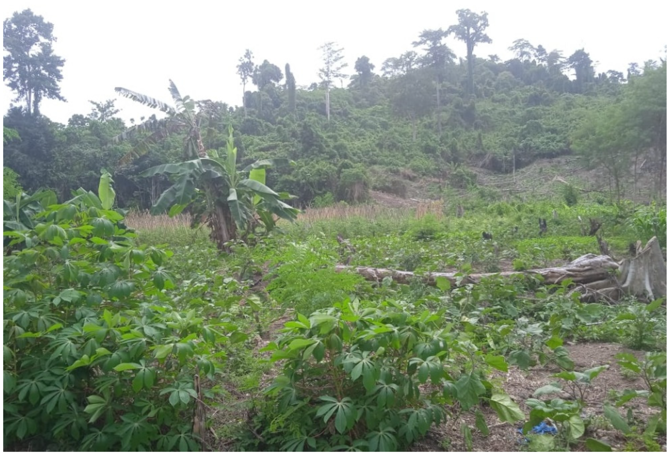 Forests 13 00434 g002 Forests 13 00434 g002