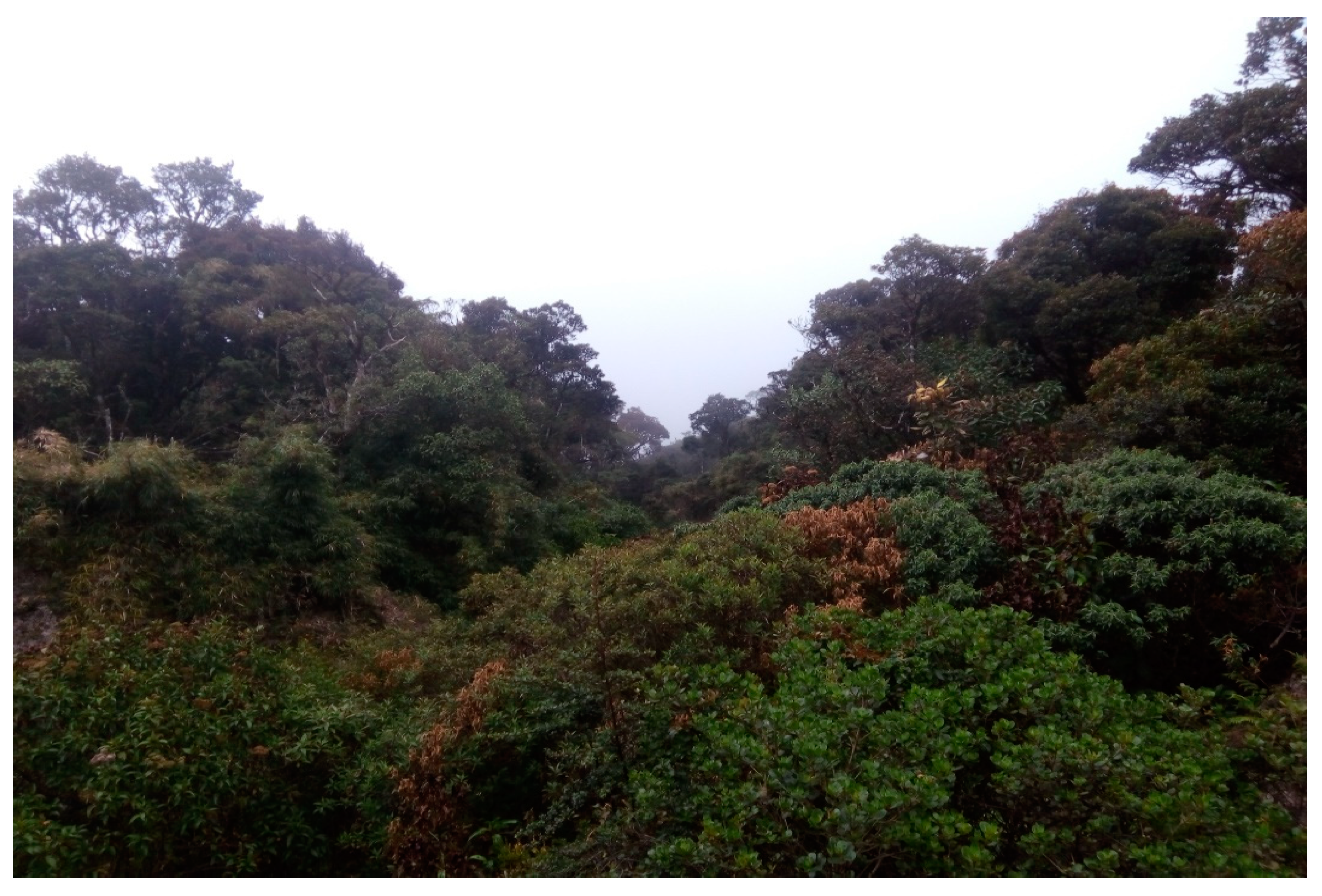 Forests 13 00436 g007 Forests 13 00436 g007