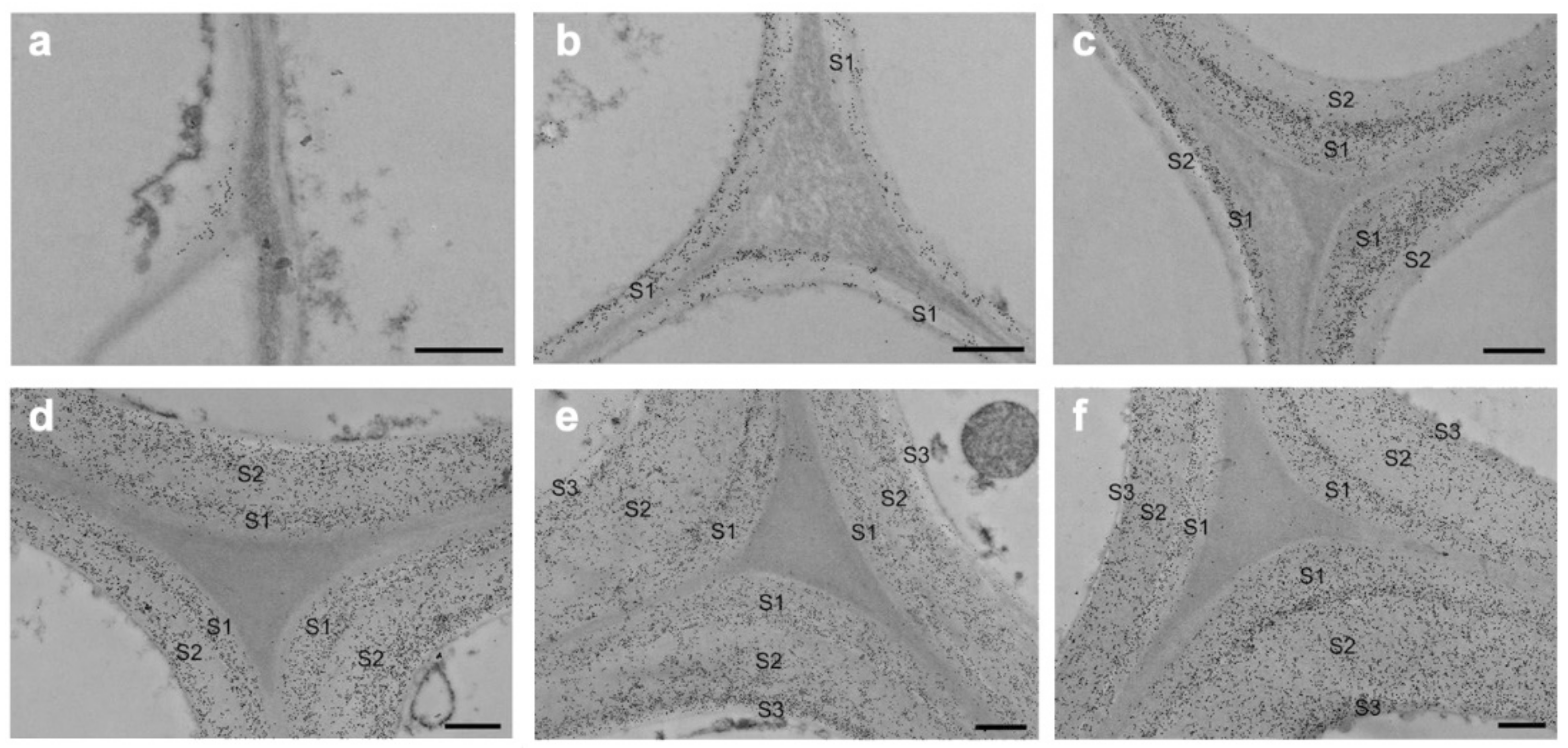 Forests 13 00439 g005 550
