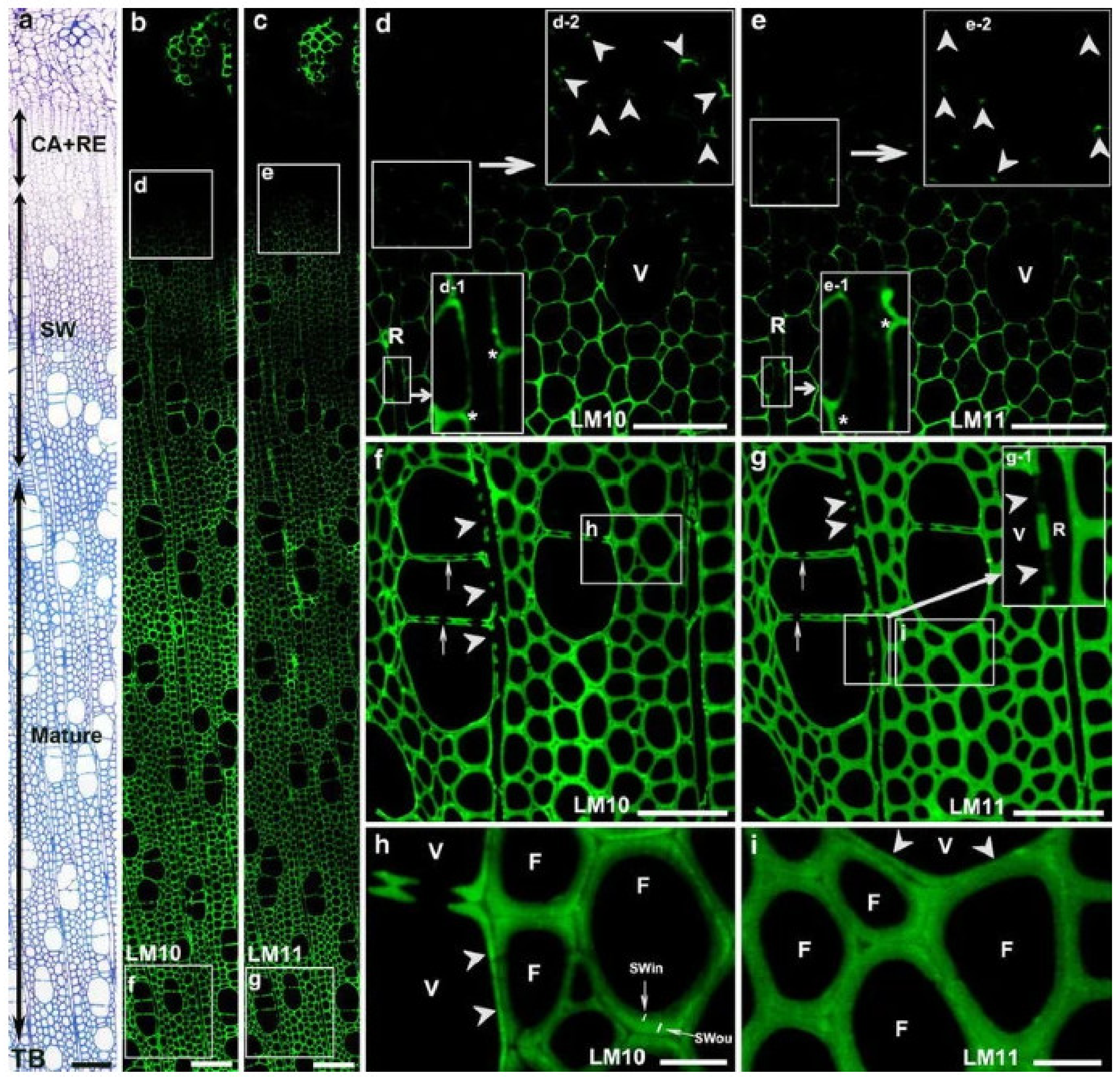 Forests 13 00439 g006 550