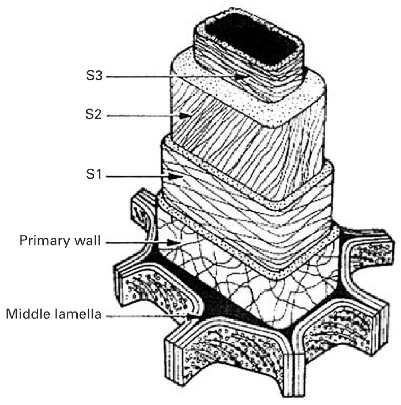 Forests 13 00439 g012 550