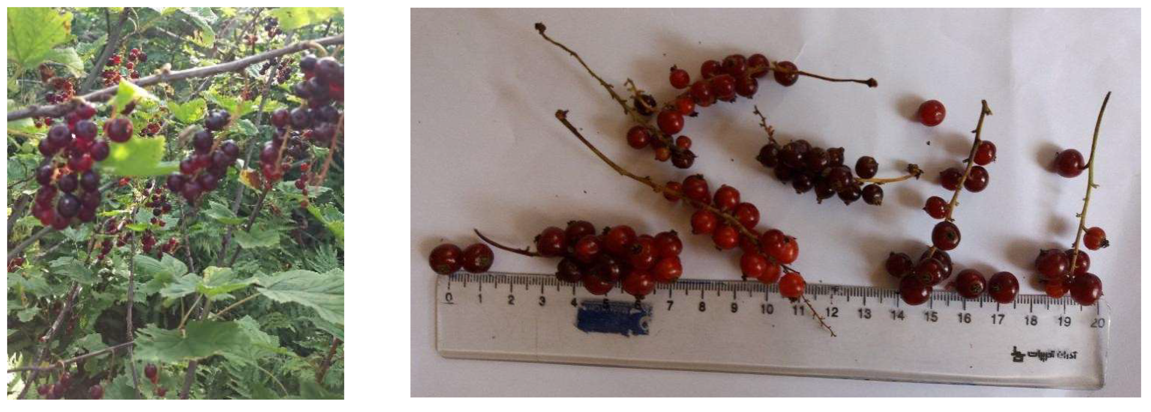 Forests 13 00453 g003 550