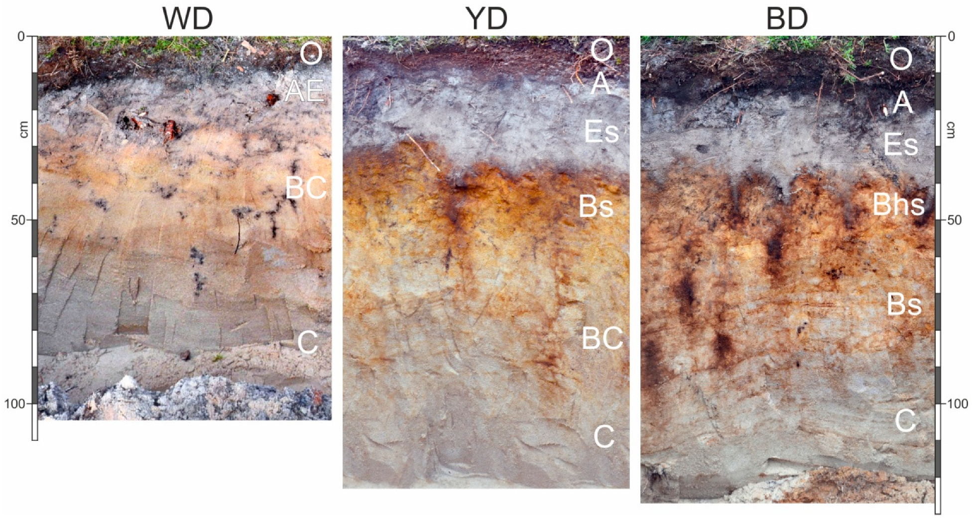Forests 13 00470 g002