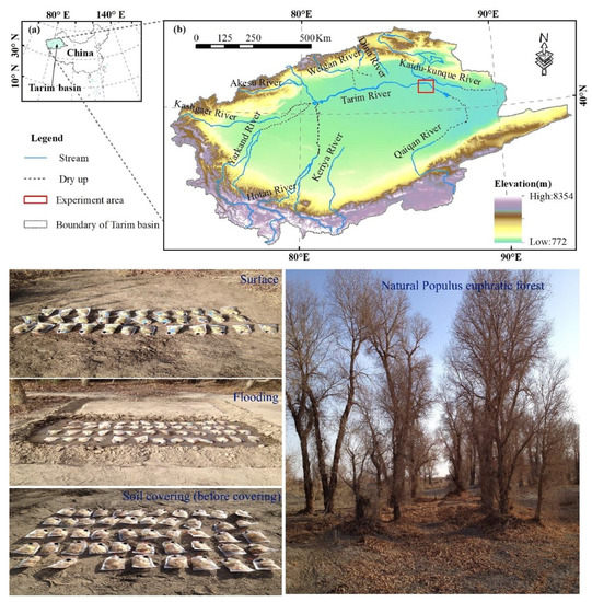 Transient Flooding and Soil Covering Interfere with