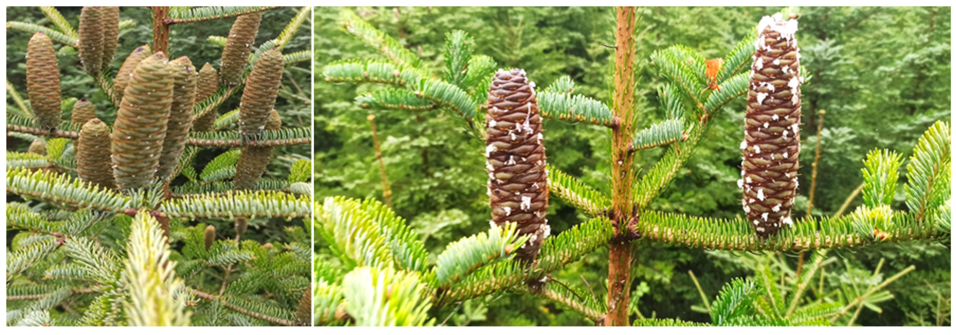 Forests 13 00479 g002