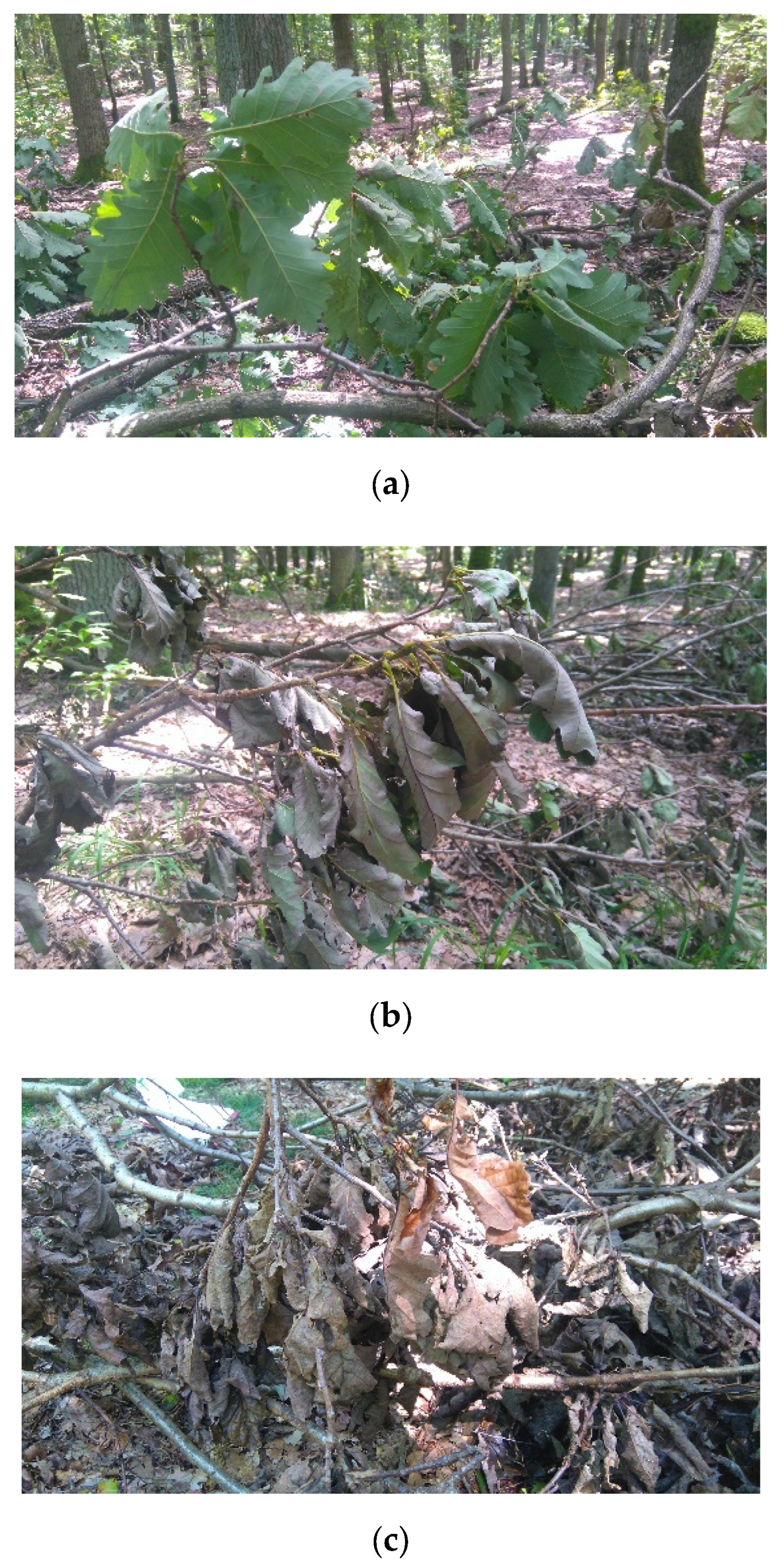 Forests 13 00485 g002 550